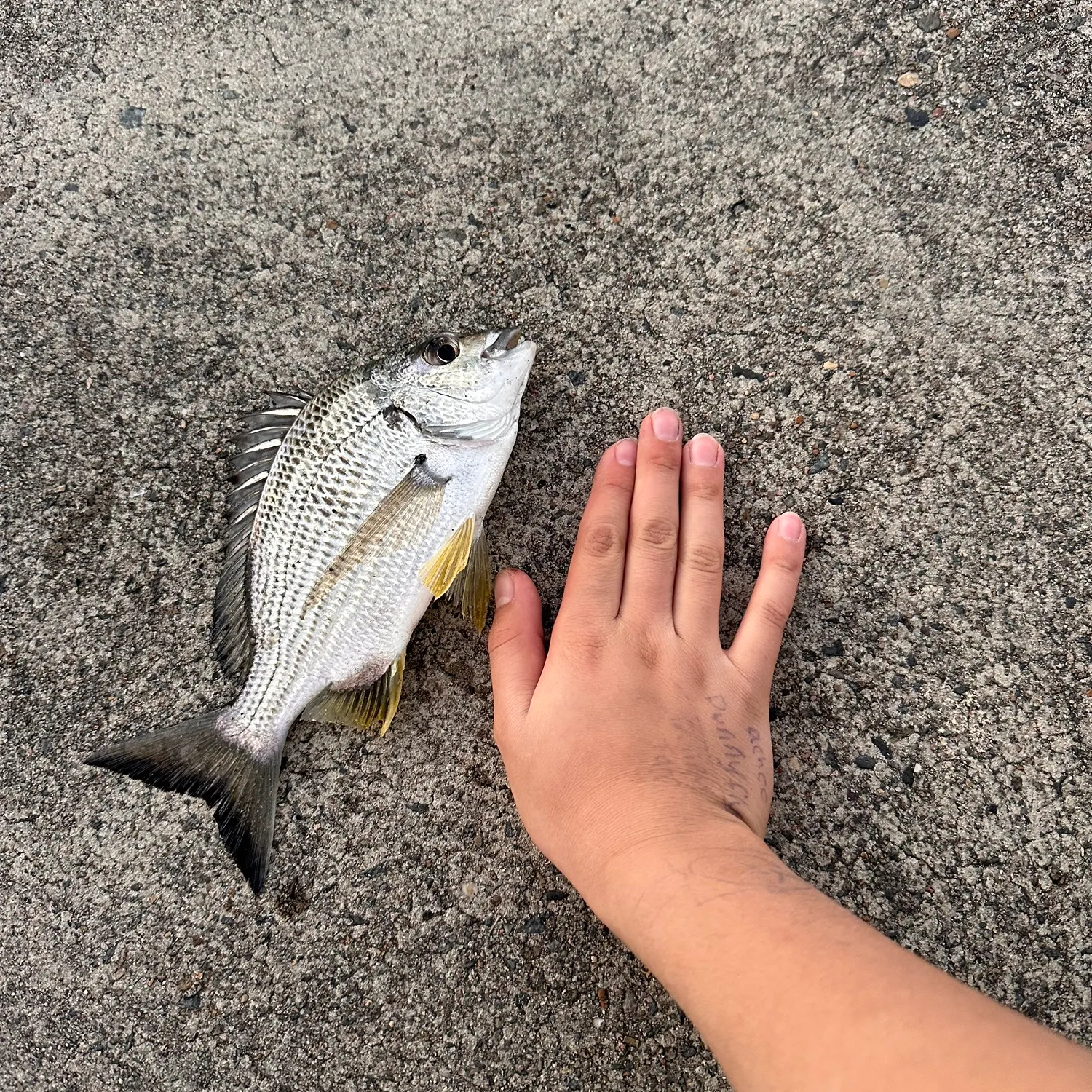 Surf bream caught on Fishbrain