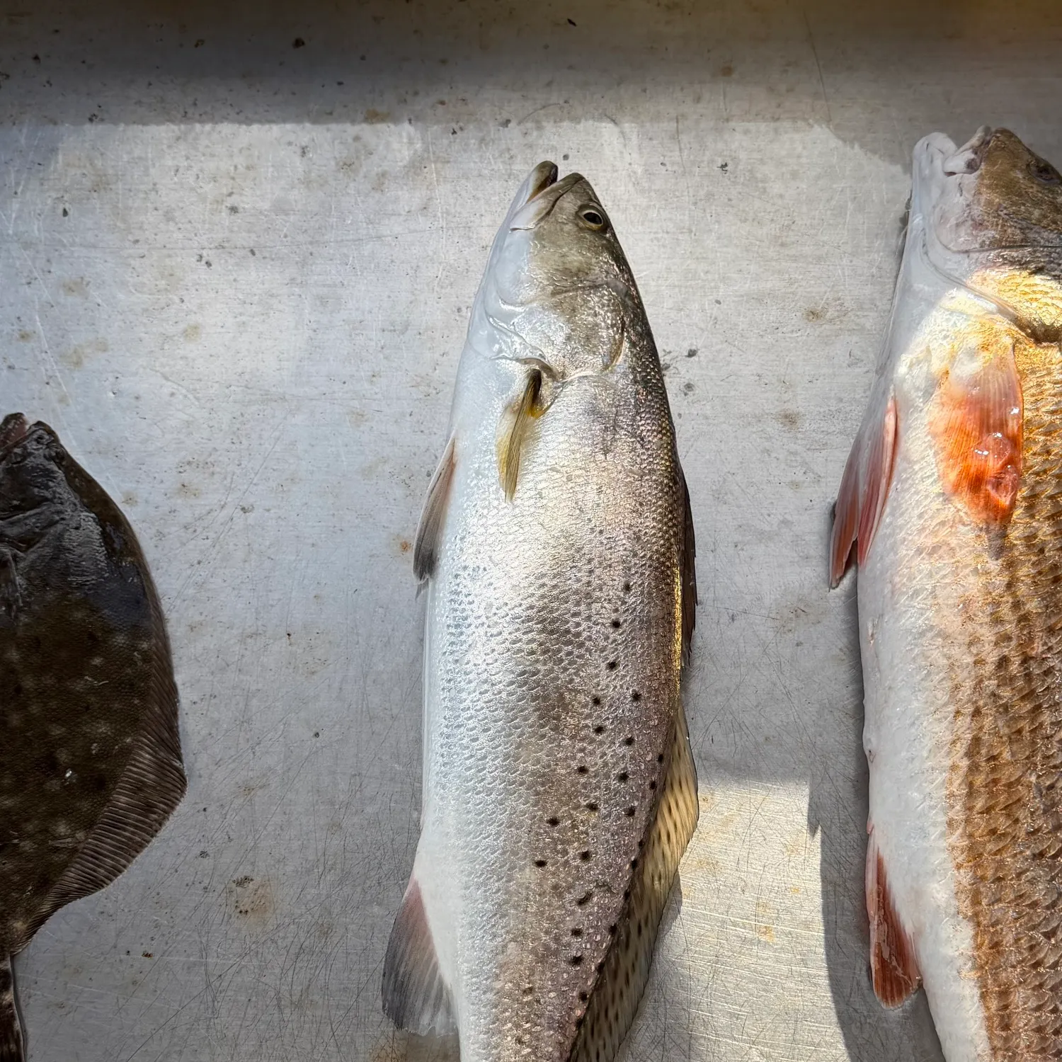 The most recent Spotted seatrout catches on Fishbrain