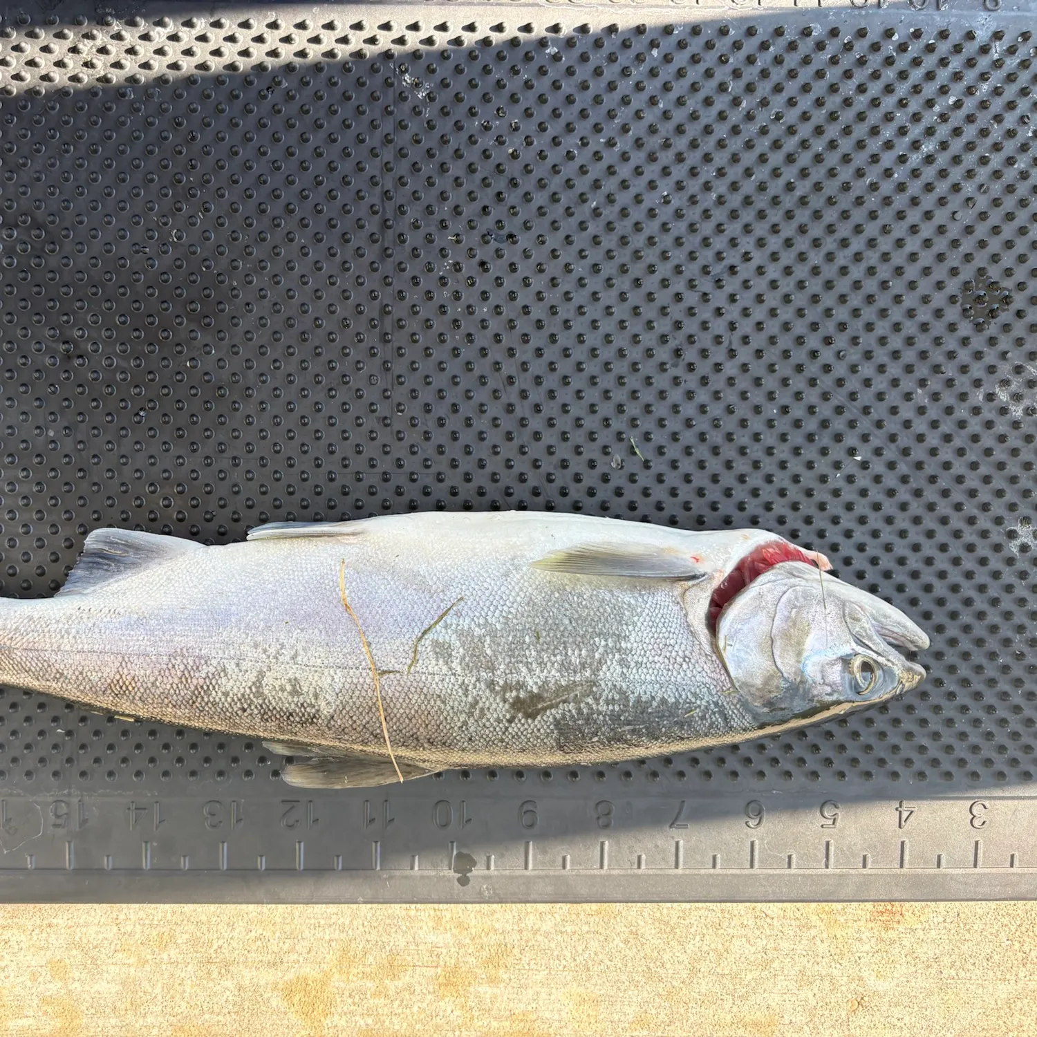 Coho salmon caught on Fishbrain