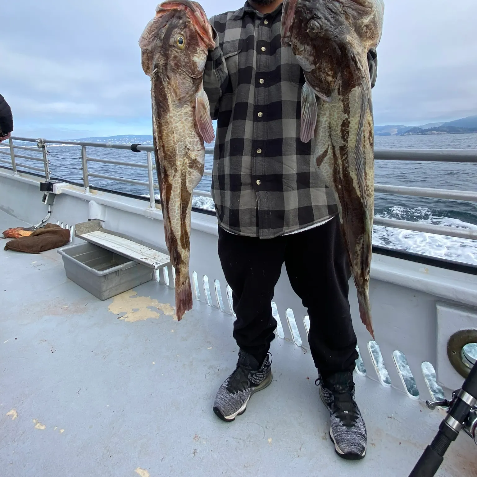 The most recent Lingcod catches on Fishbrain