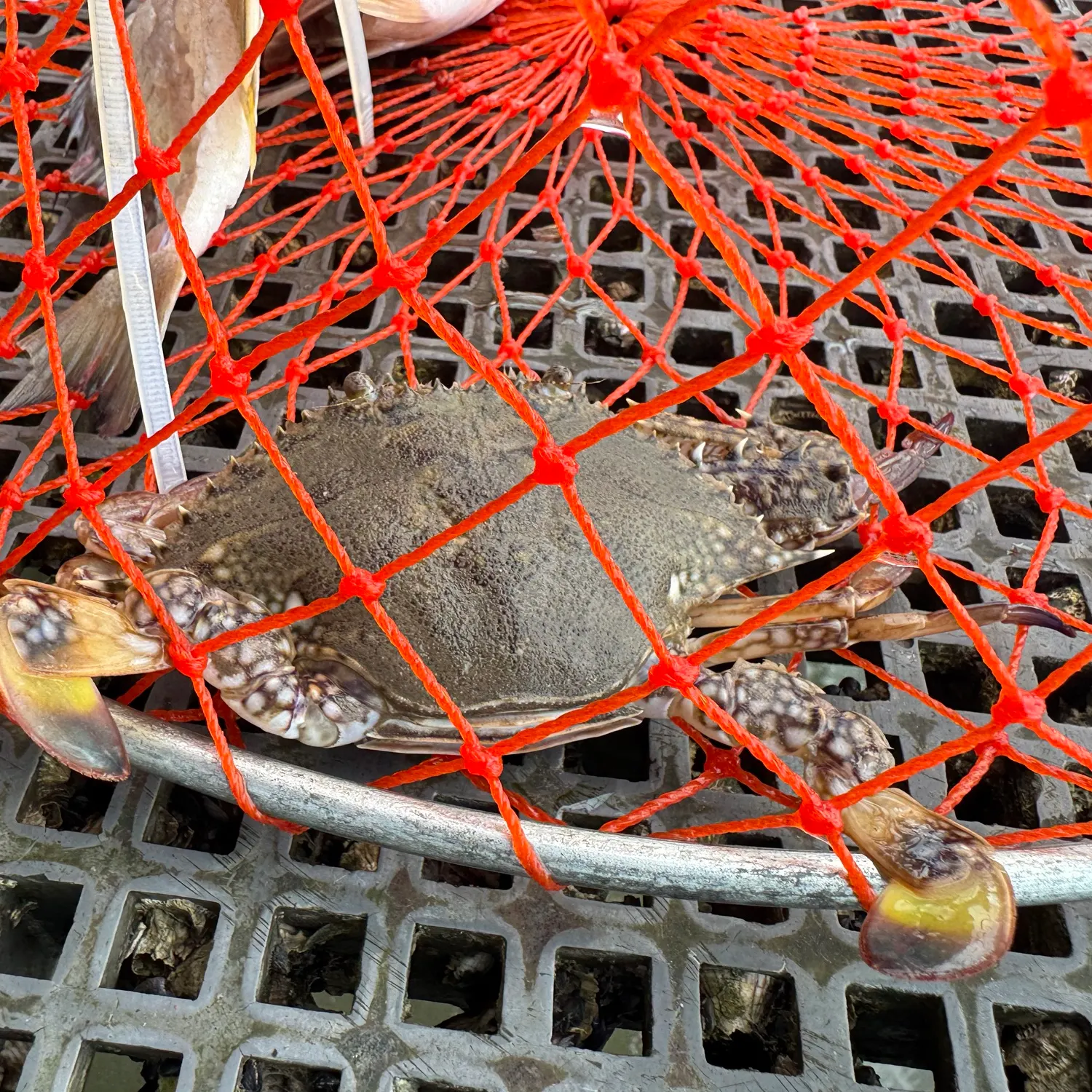 The most recent Blue swimmer crab catches on Fishbrain
