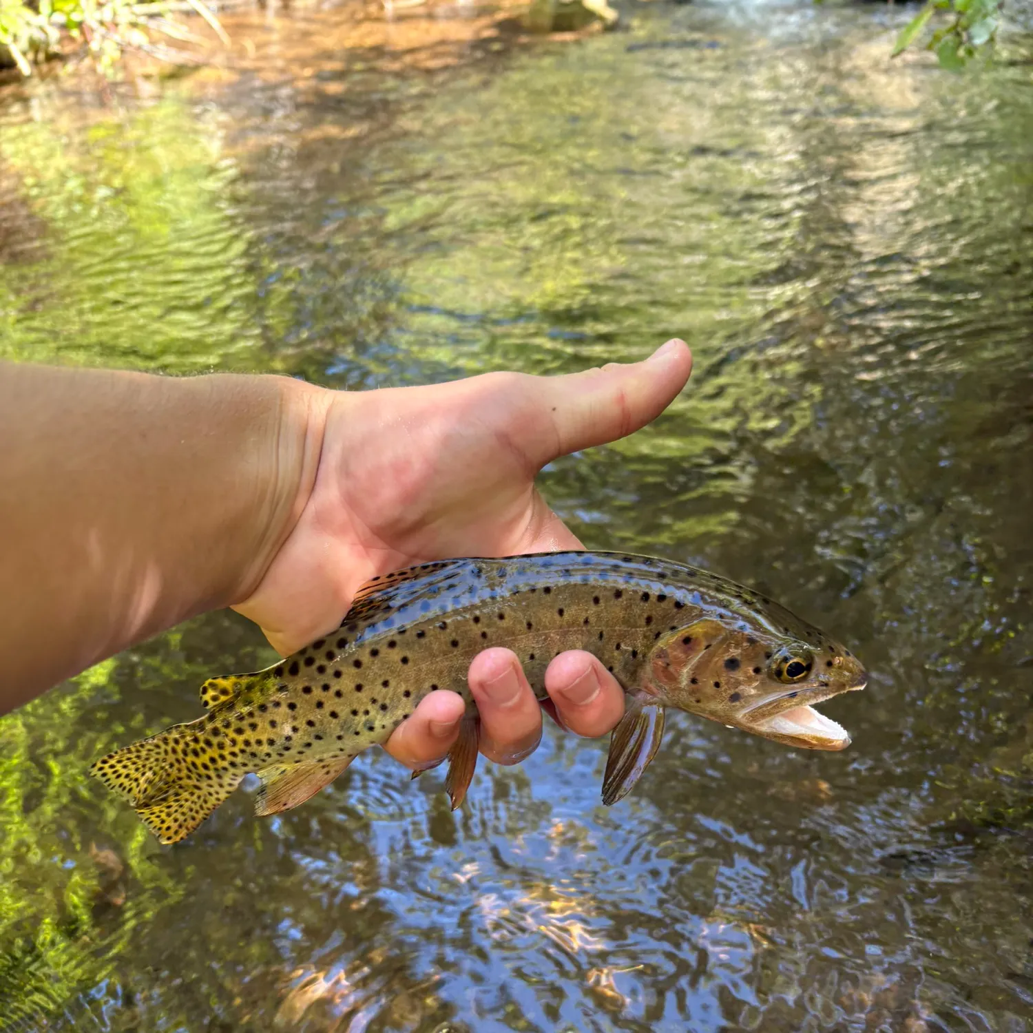 Bonneville cutthroat trout caught on Fishbrain