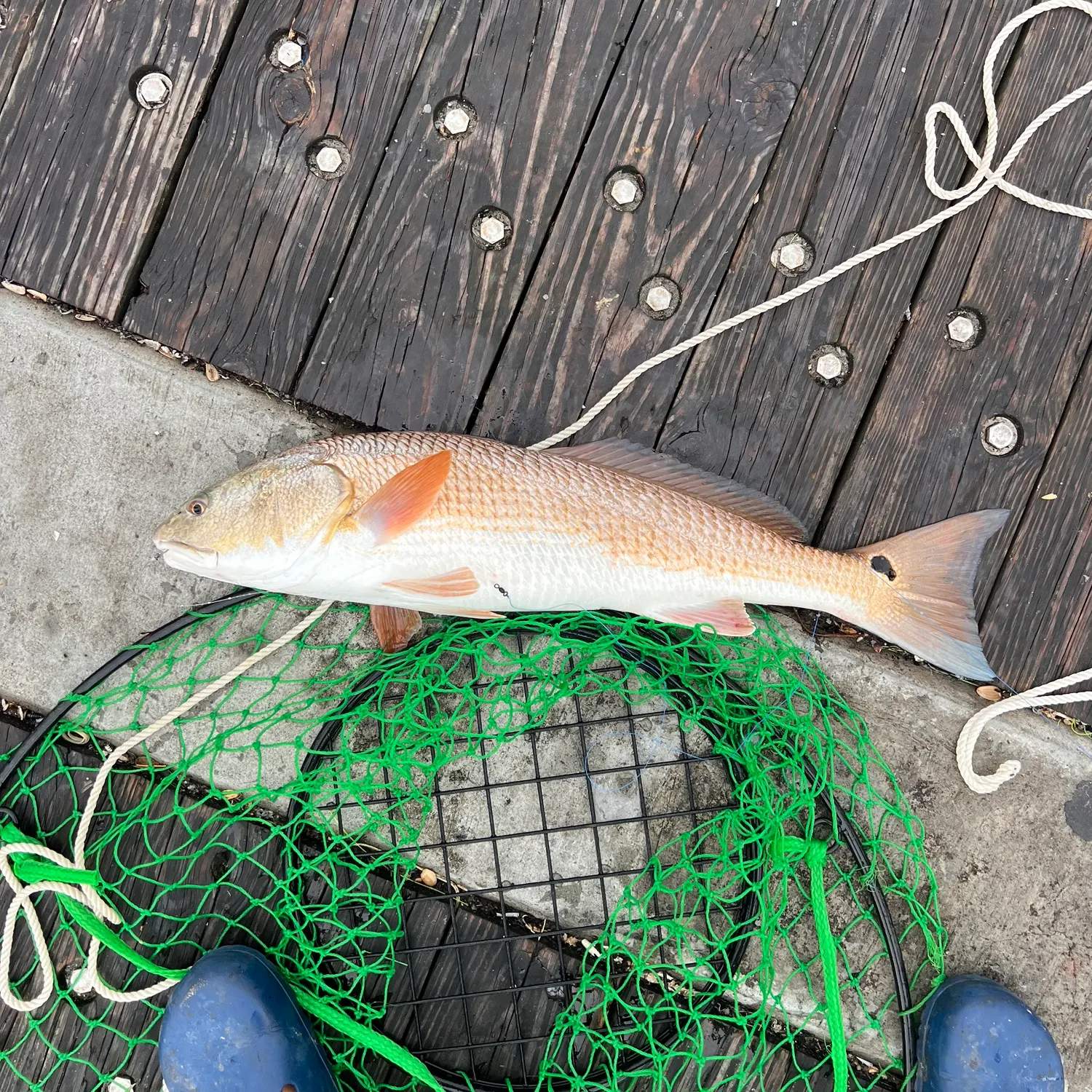 Red drum caught on Fishbrain