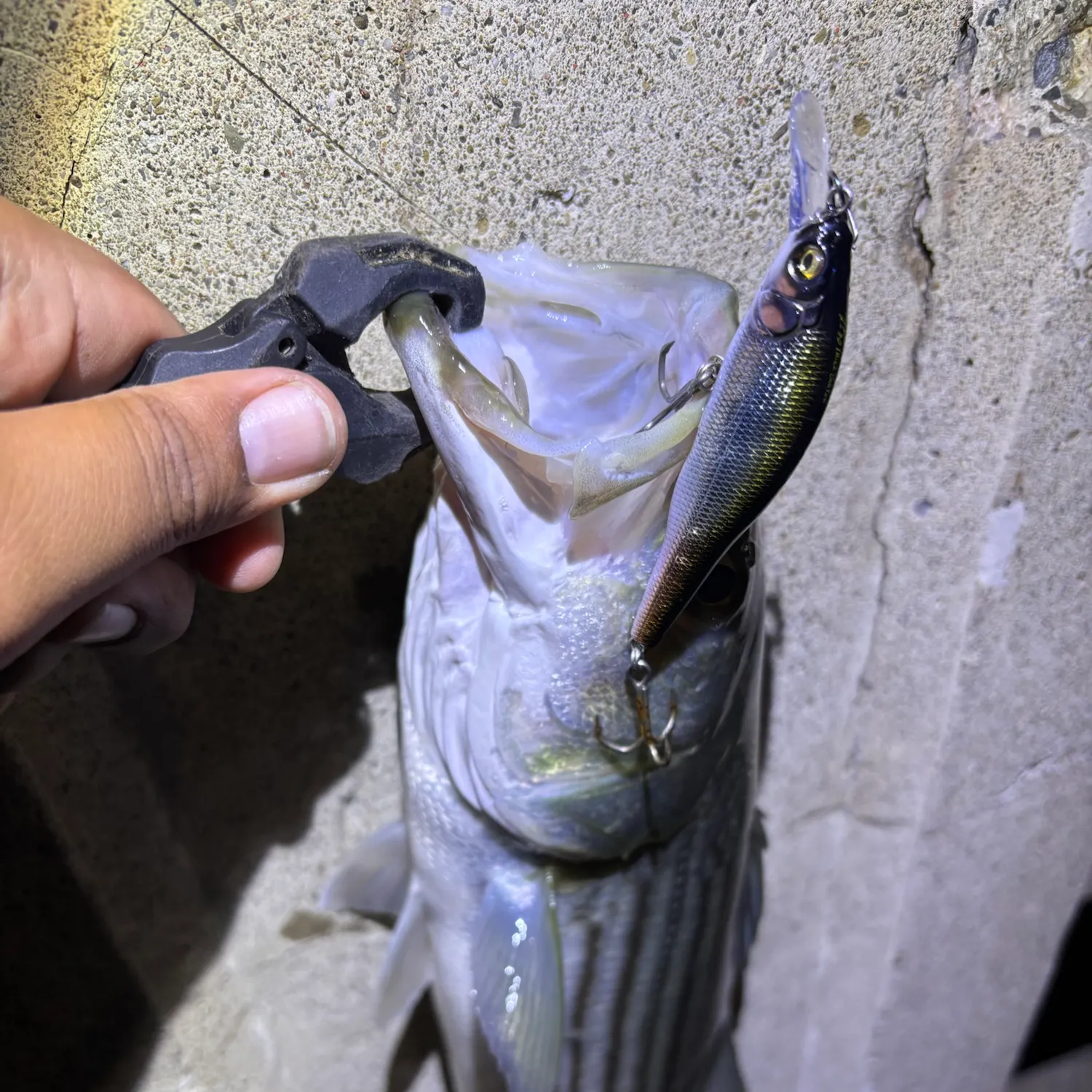 Striped bass caught on Fishbrain
