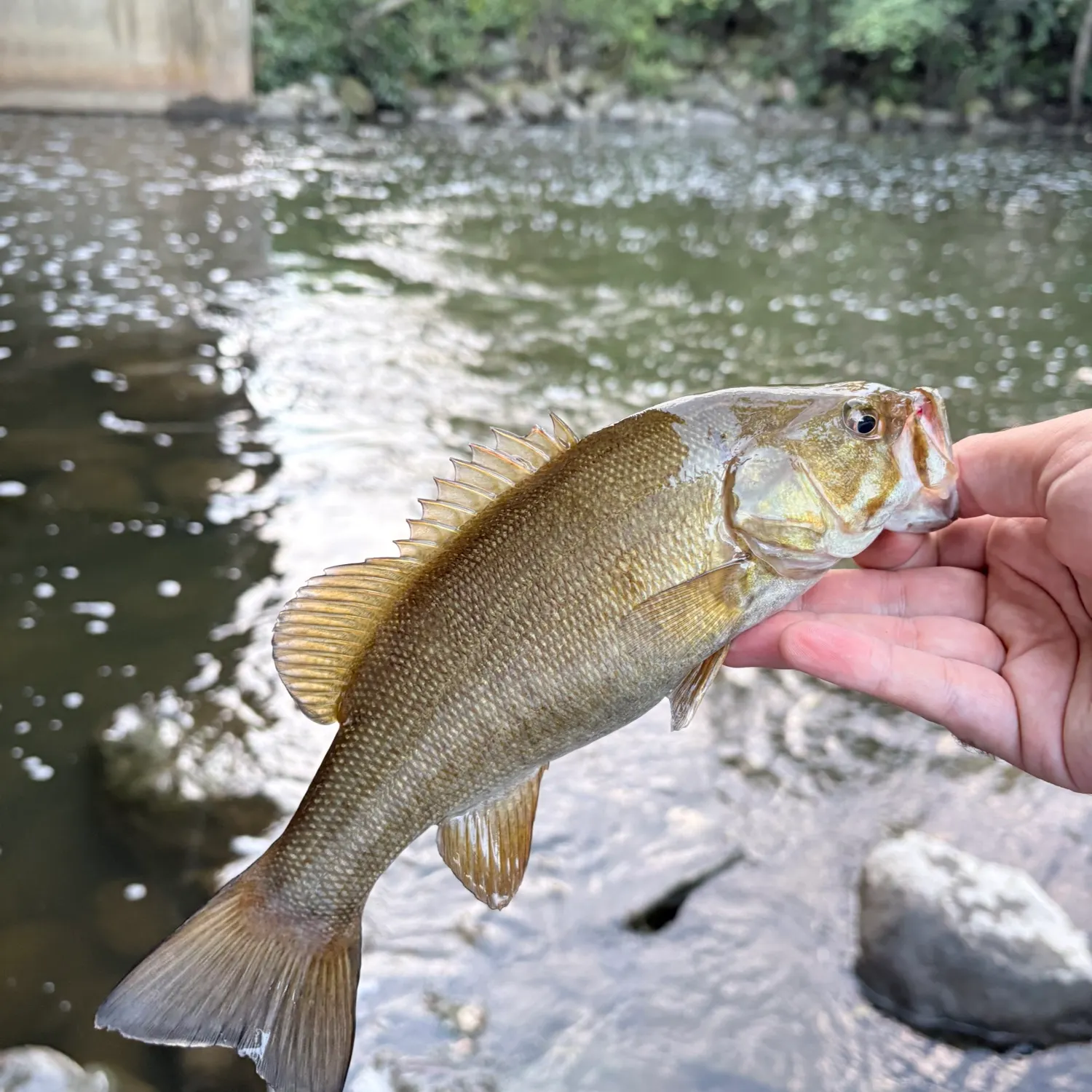 Smallmouth bass caught on Fishbrain