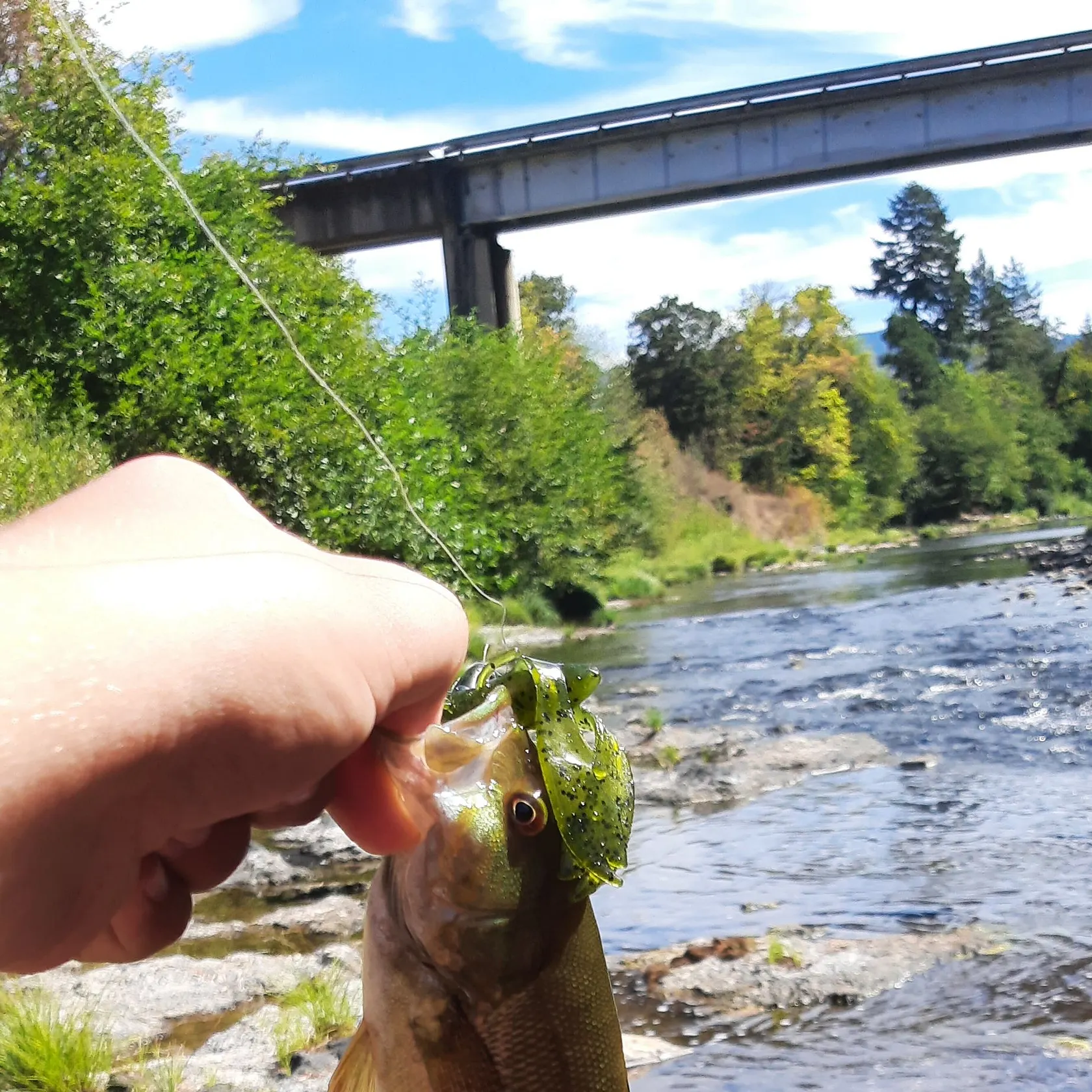Smallmouth bass caught on Fishbrain