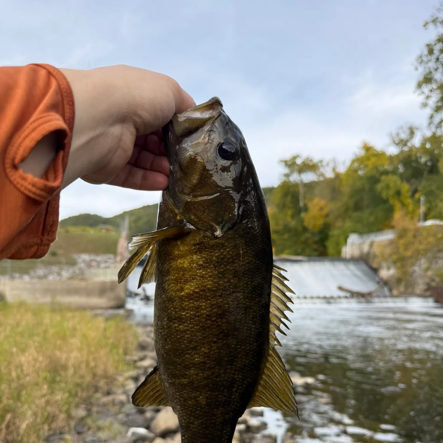 Smallmouth bass caught on Fishbrain