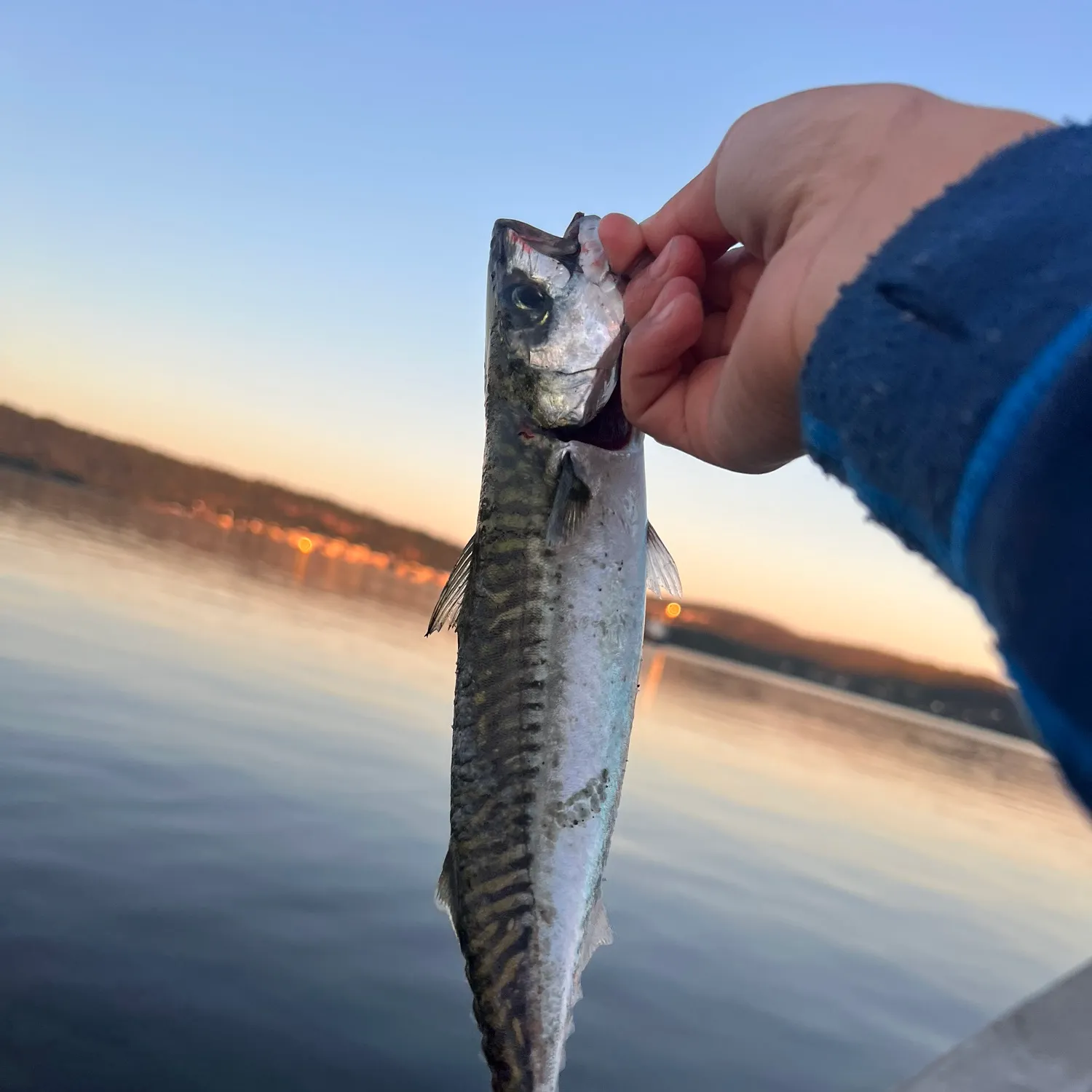 Atlantic mackerel caught on Fishbrain