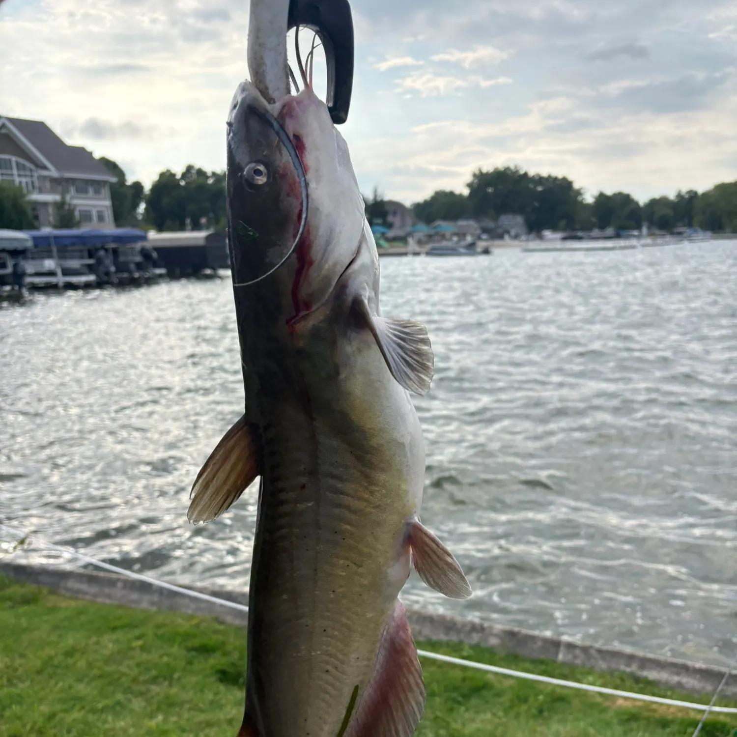 Channel catfish caught on Fishbrain