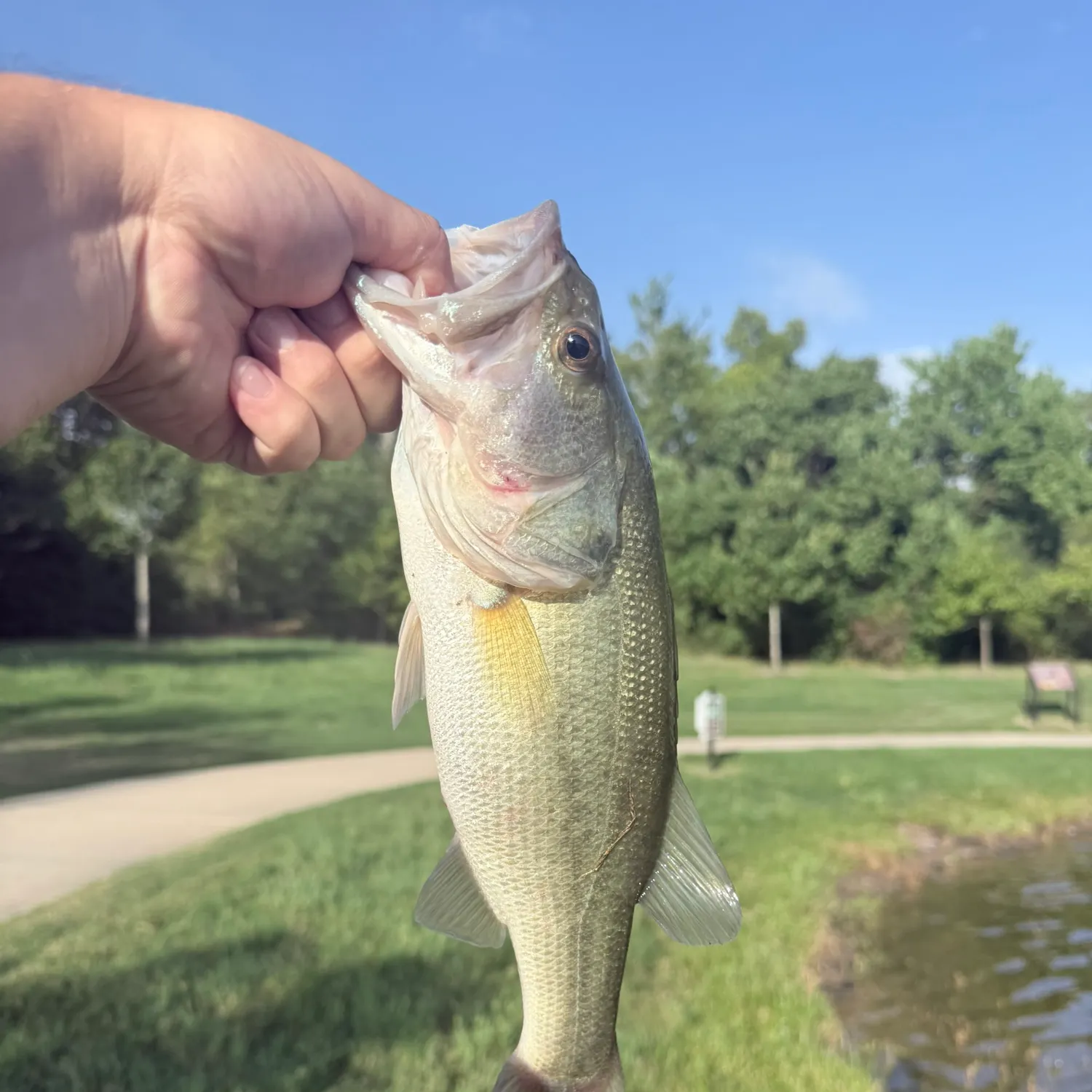 Largemouth bass caught on Fishbrain