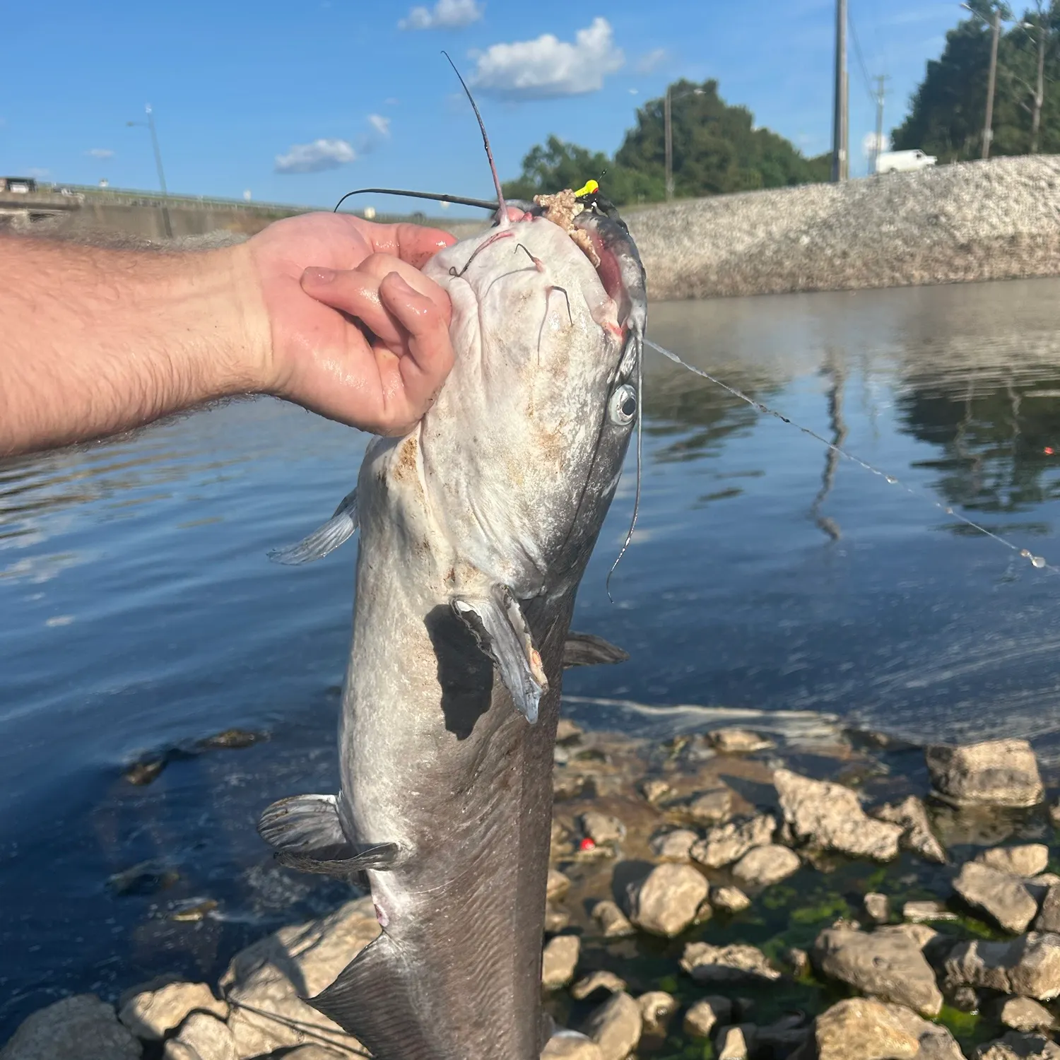 Blue catfish caught on Fishbrain