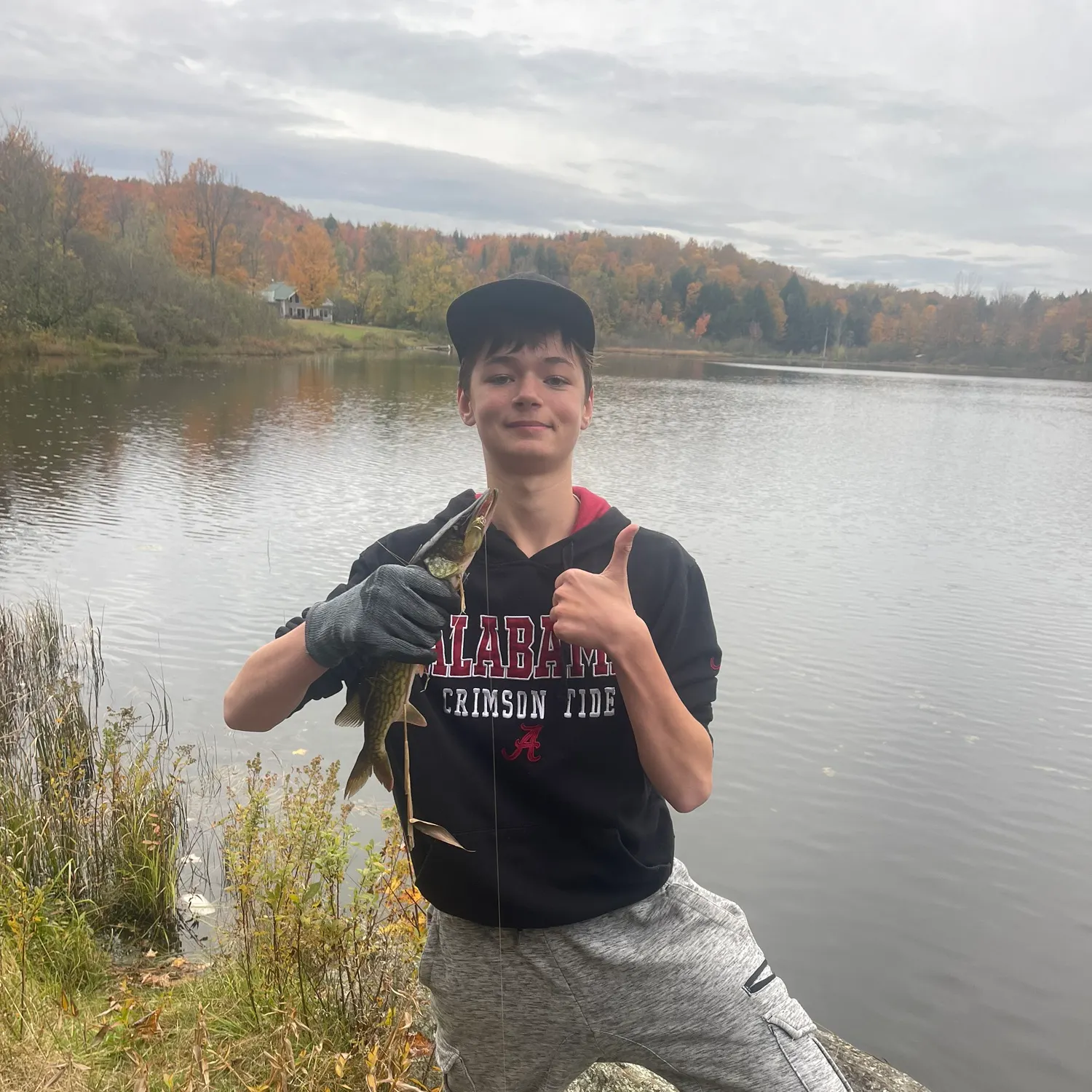 Chain pickerel caught on Fishbrain