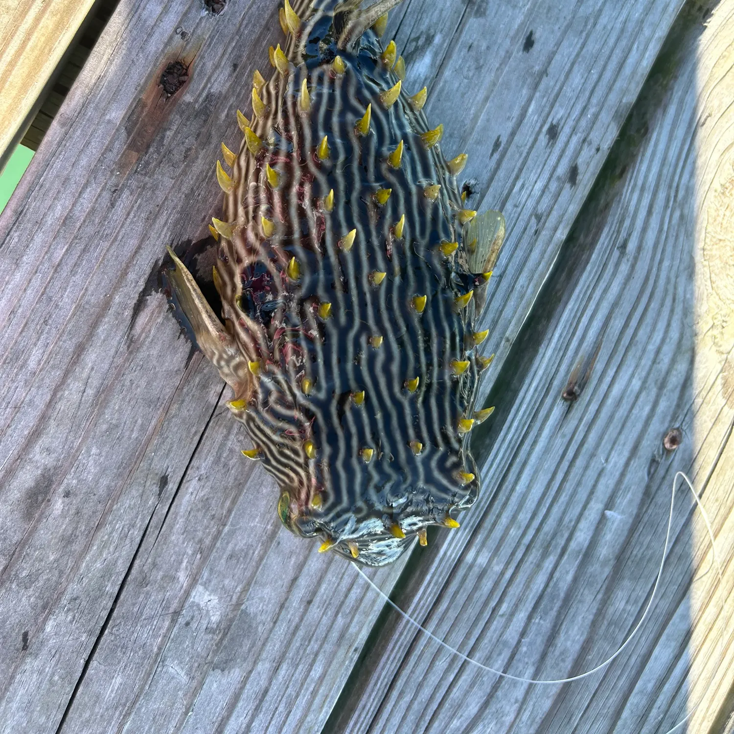 The most recent Striped burrfish catches on Fishbrain