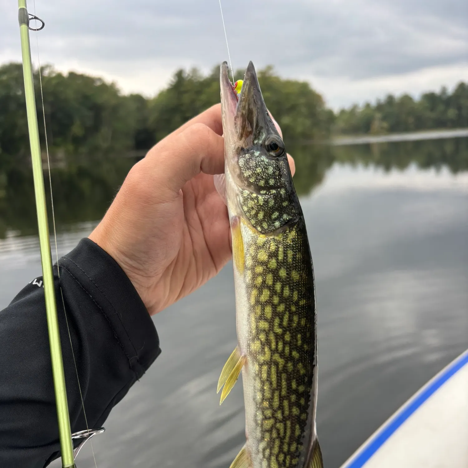 Chain pickerel caught on Fishbrain