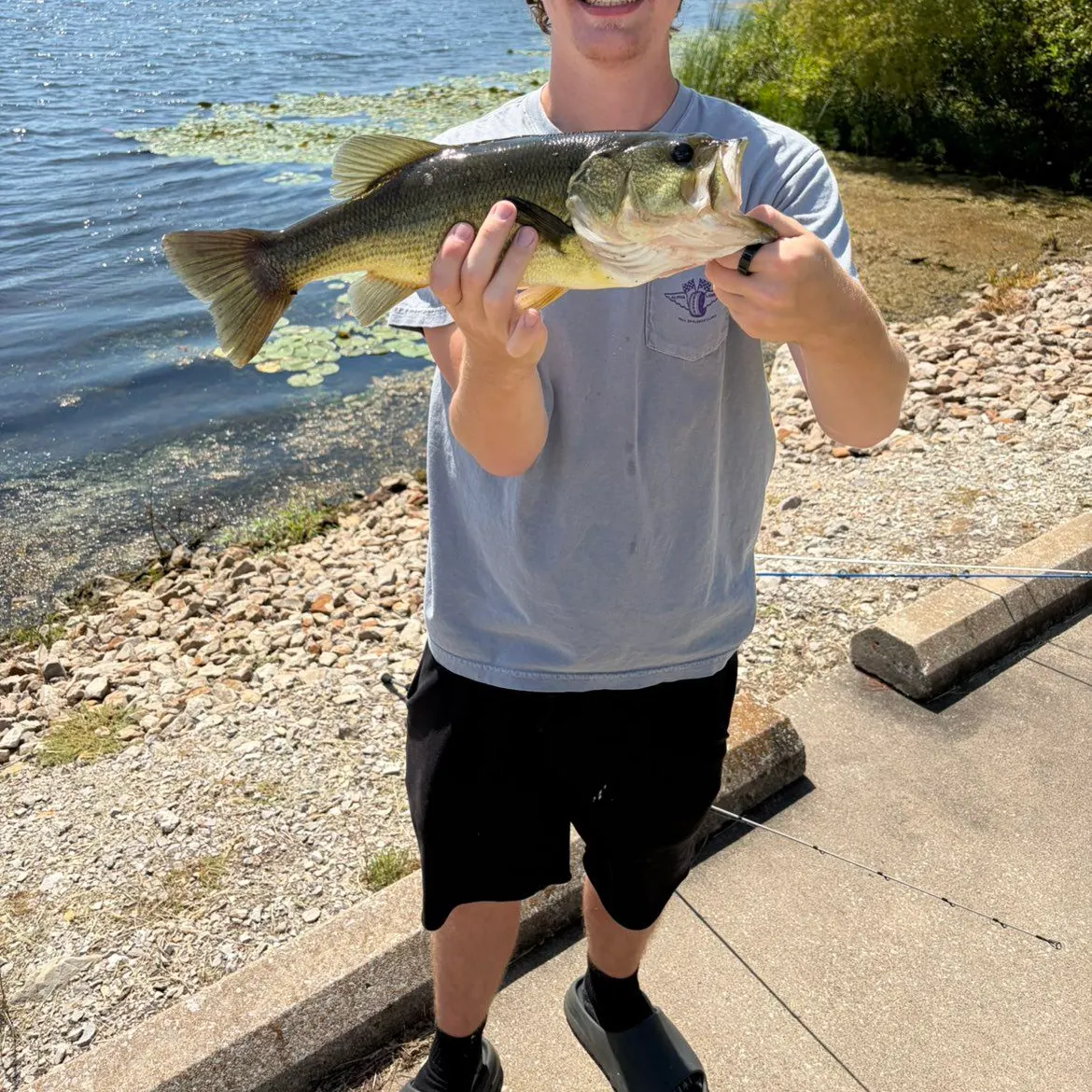 Largemouth bass caught on Fishbrain