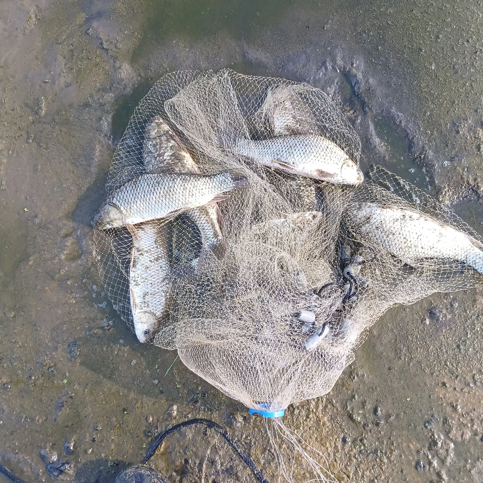 River carpsucker caught on Fishbrain