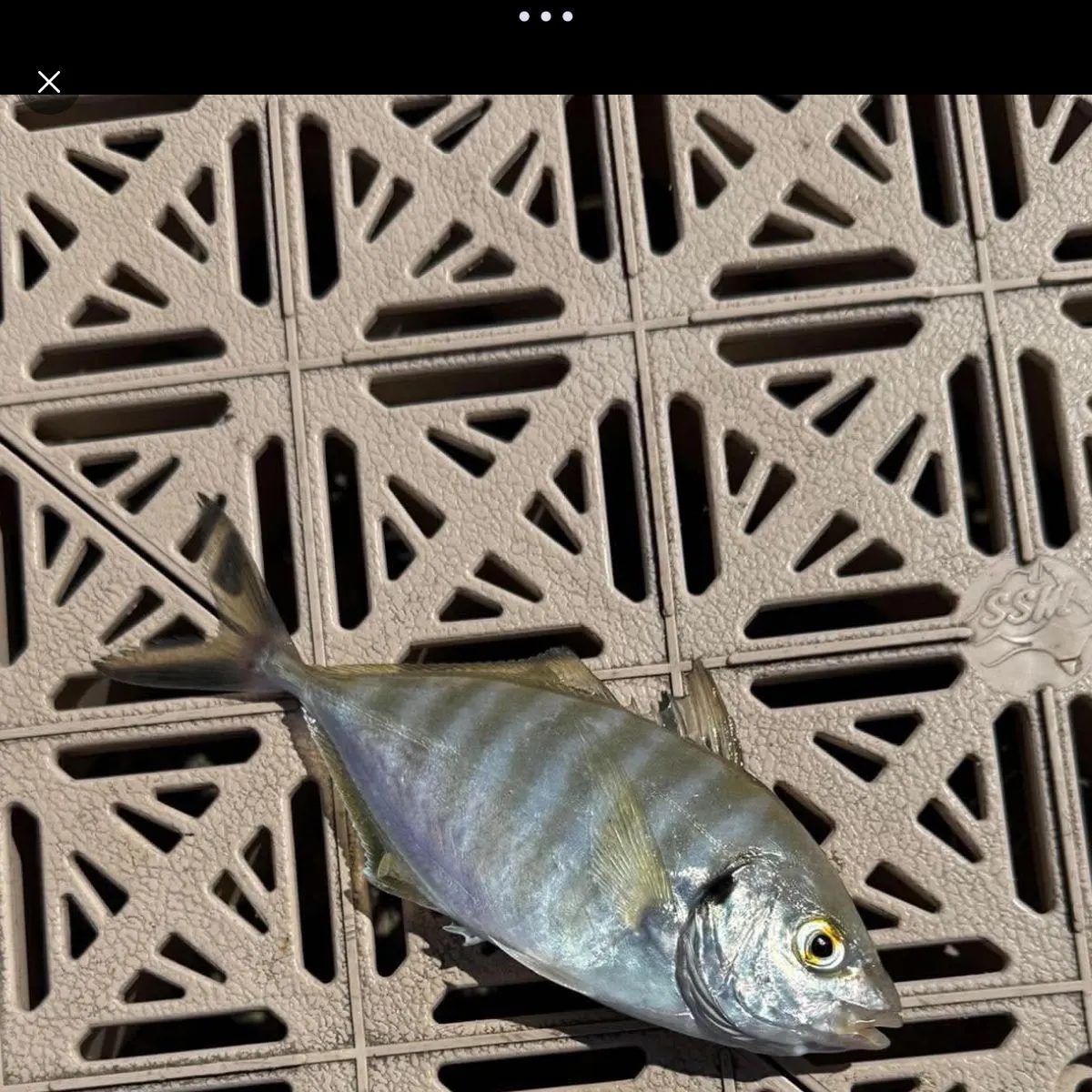White trevally caught on Fishbrain