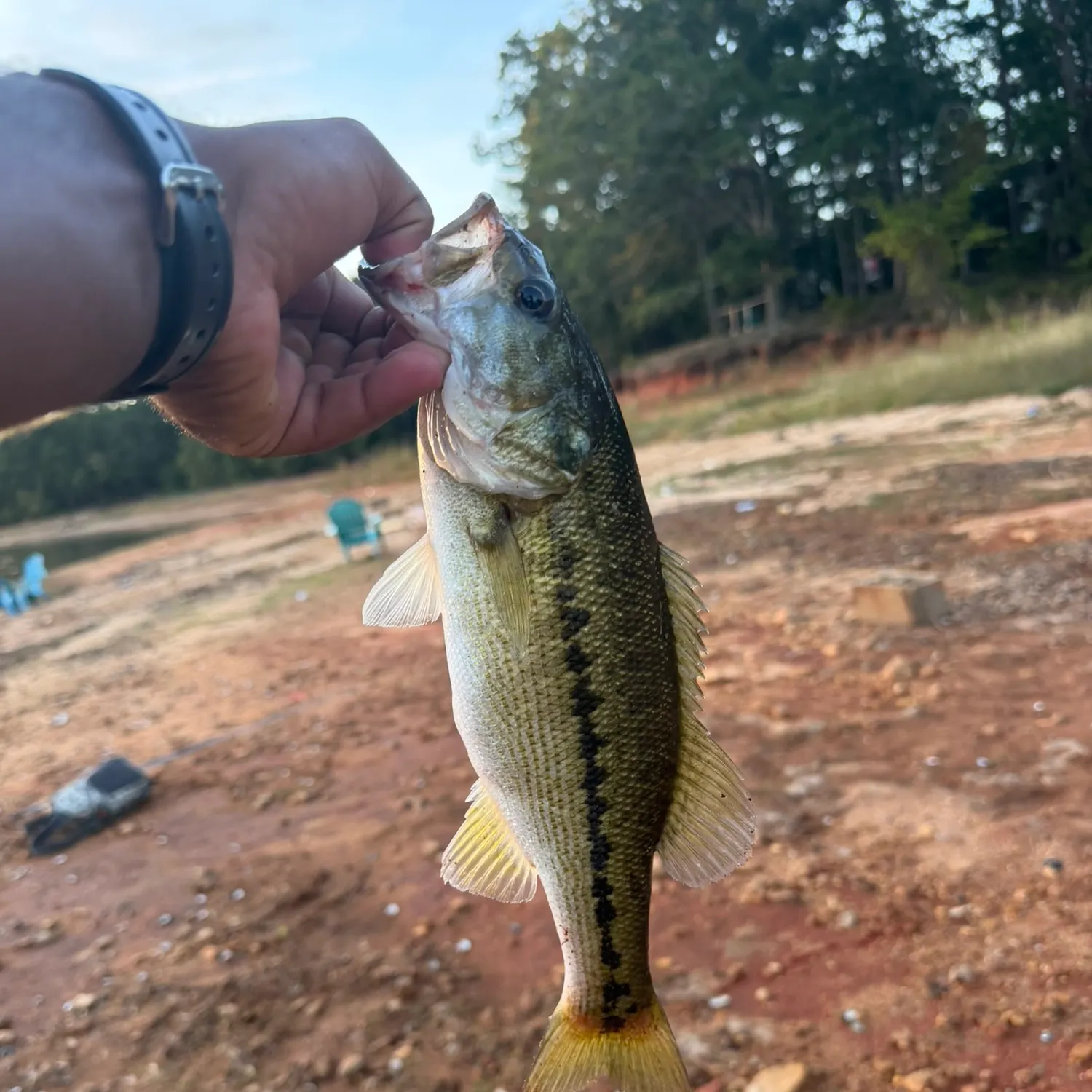 Spotted bass caught on Fishbrain