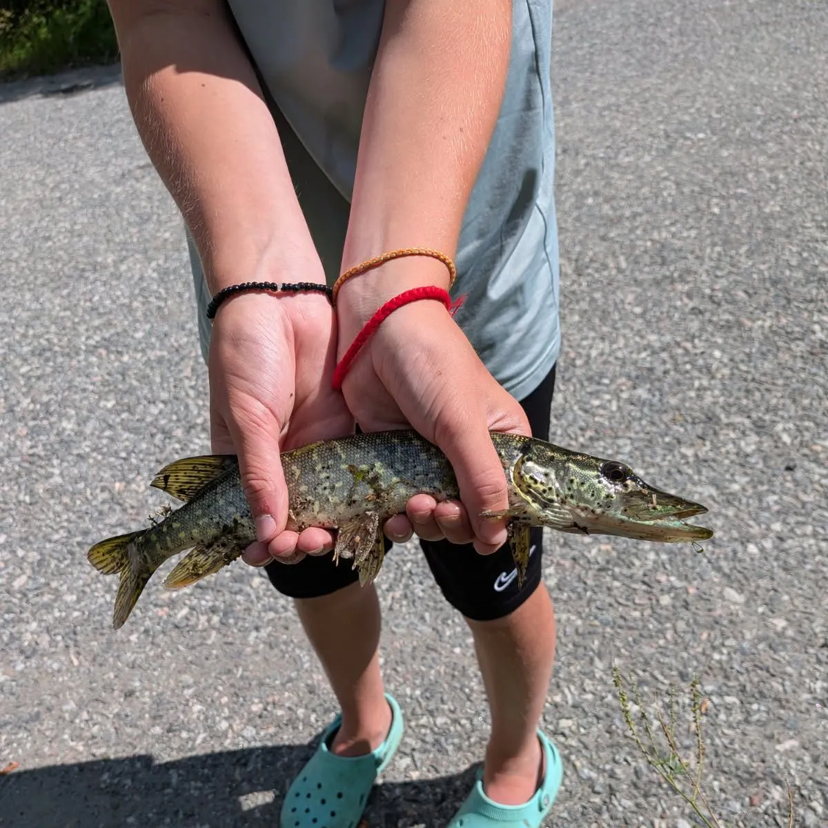 Northern pike caught on Fishbrain