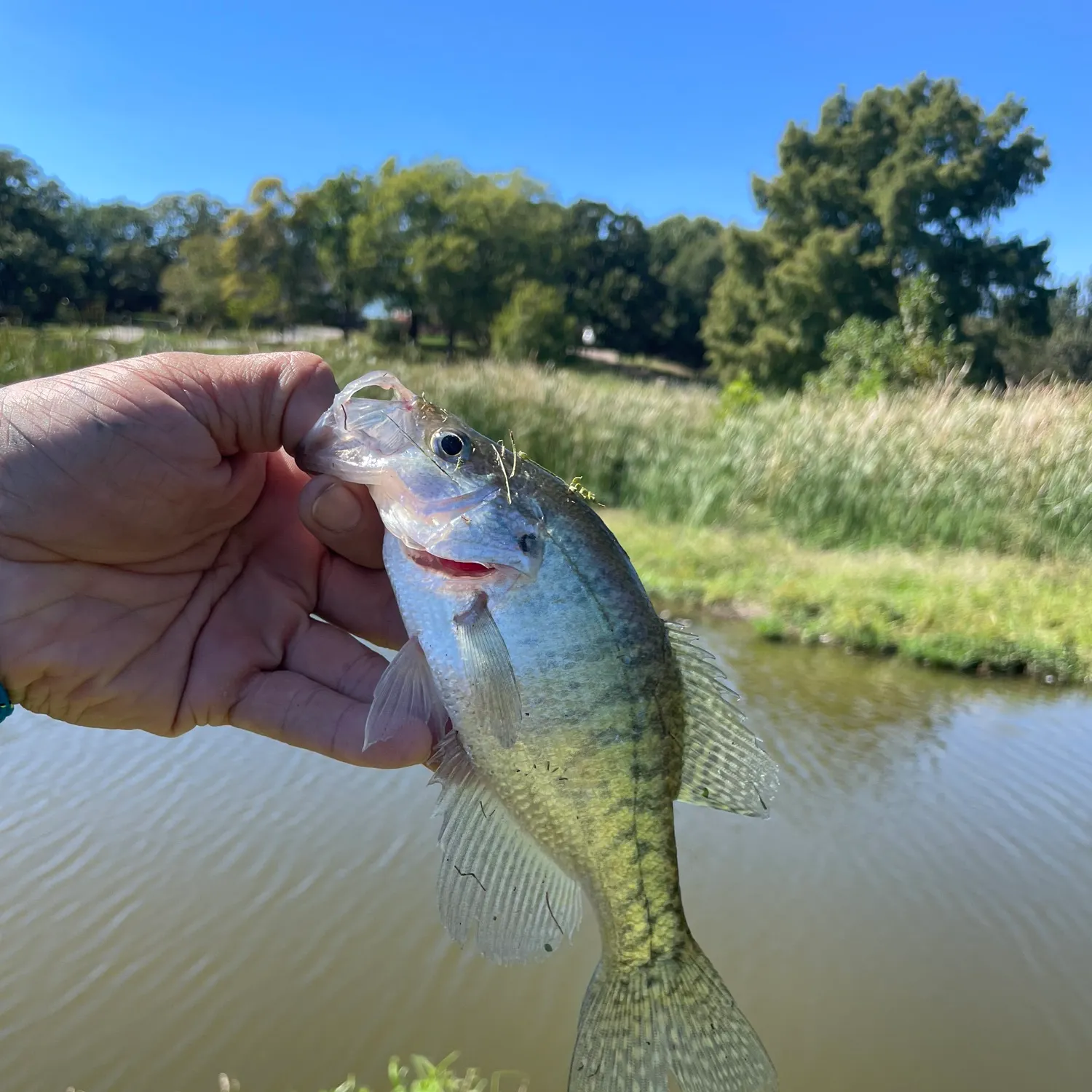 White crappie caught on Fishbrain