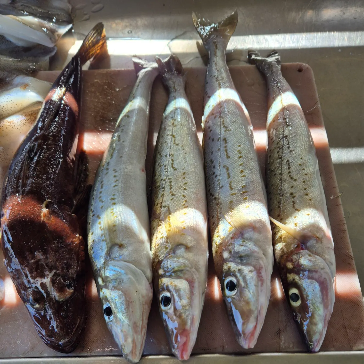 recently logged catches