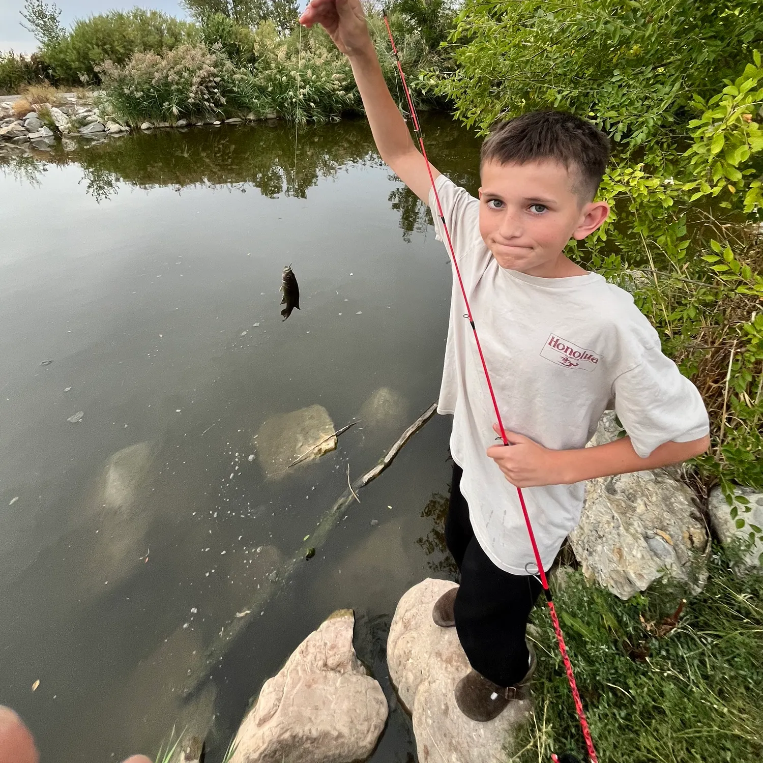 Bluegill caught on Fishbrain