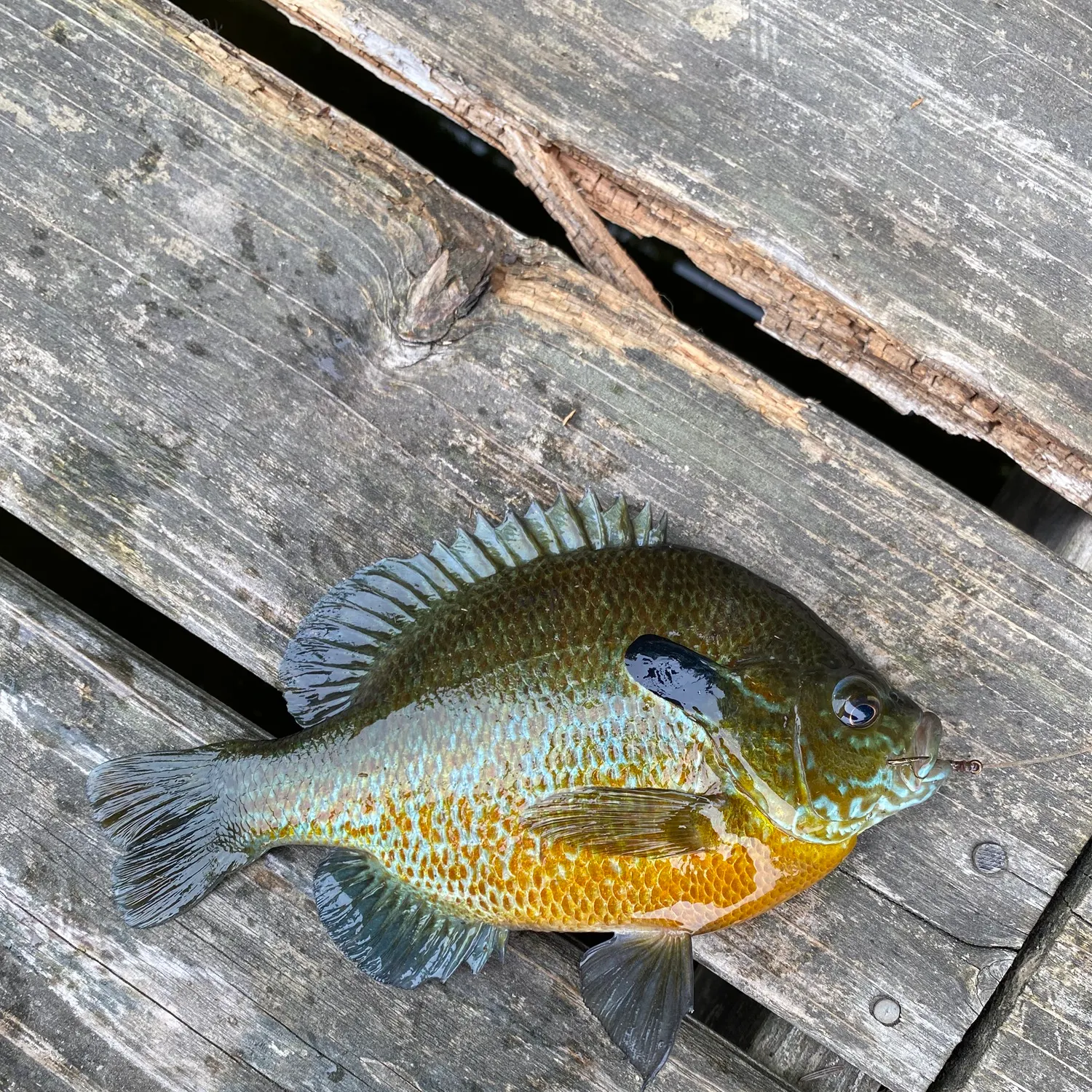 recently logged catches