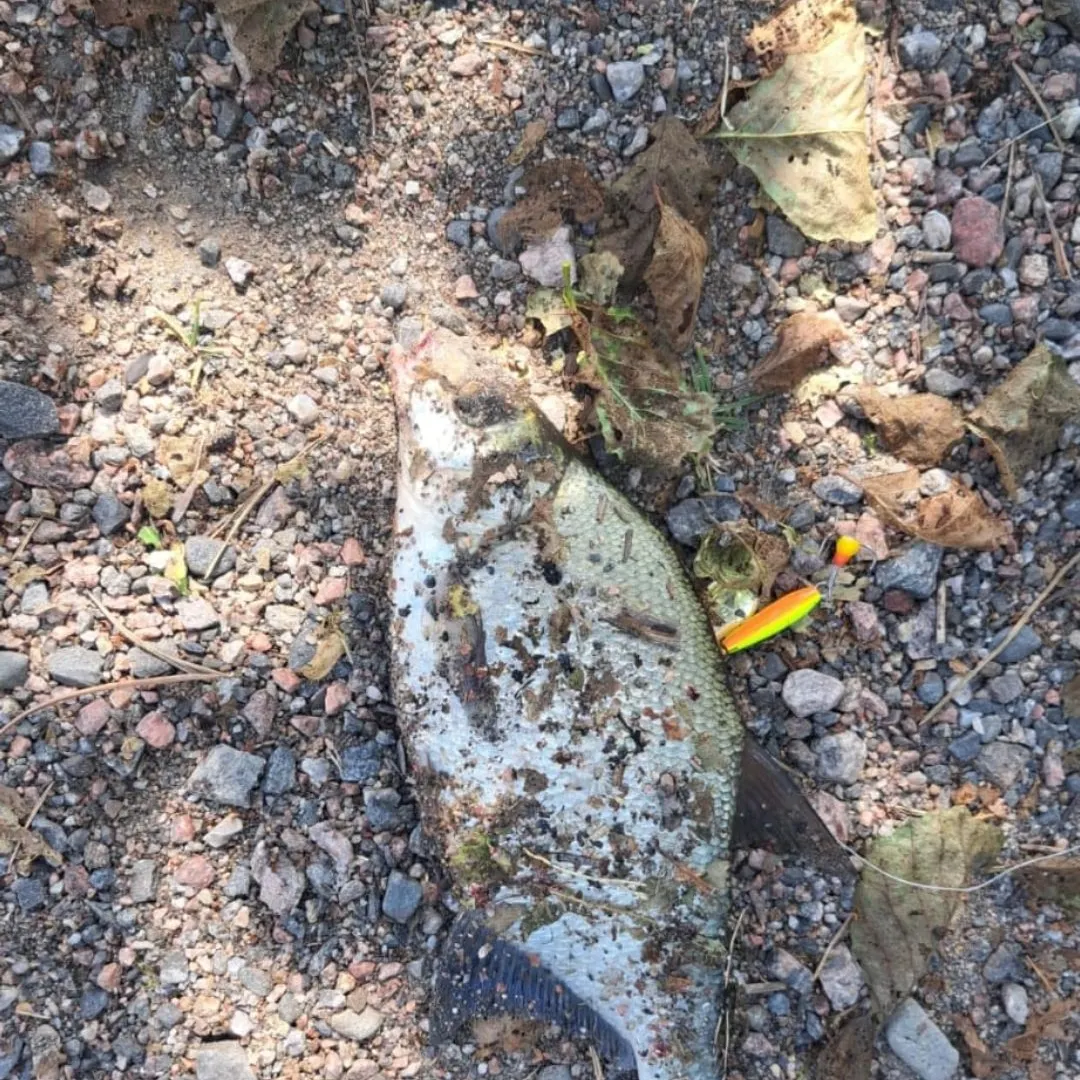 Common bream caught on Fishbrain