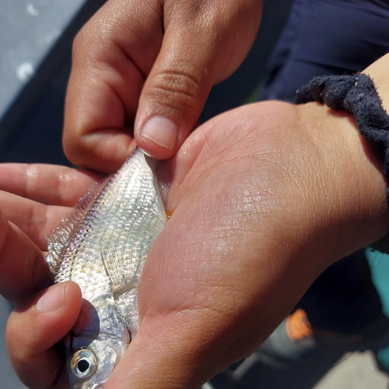 The most recent Shiner perch catches on Fishbrain