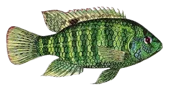 Banded tilapia