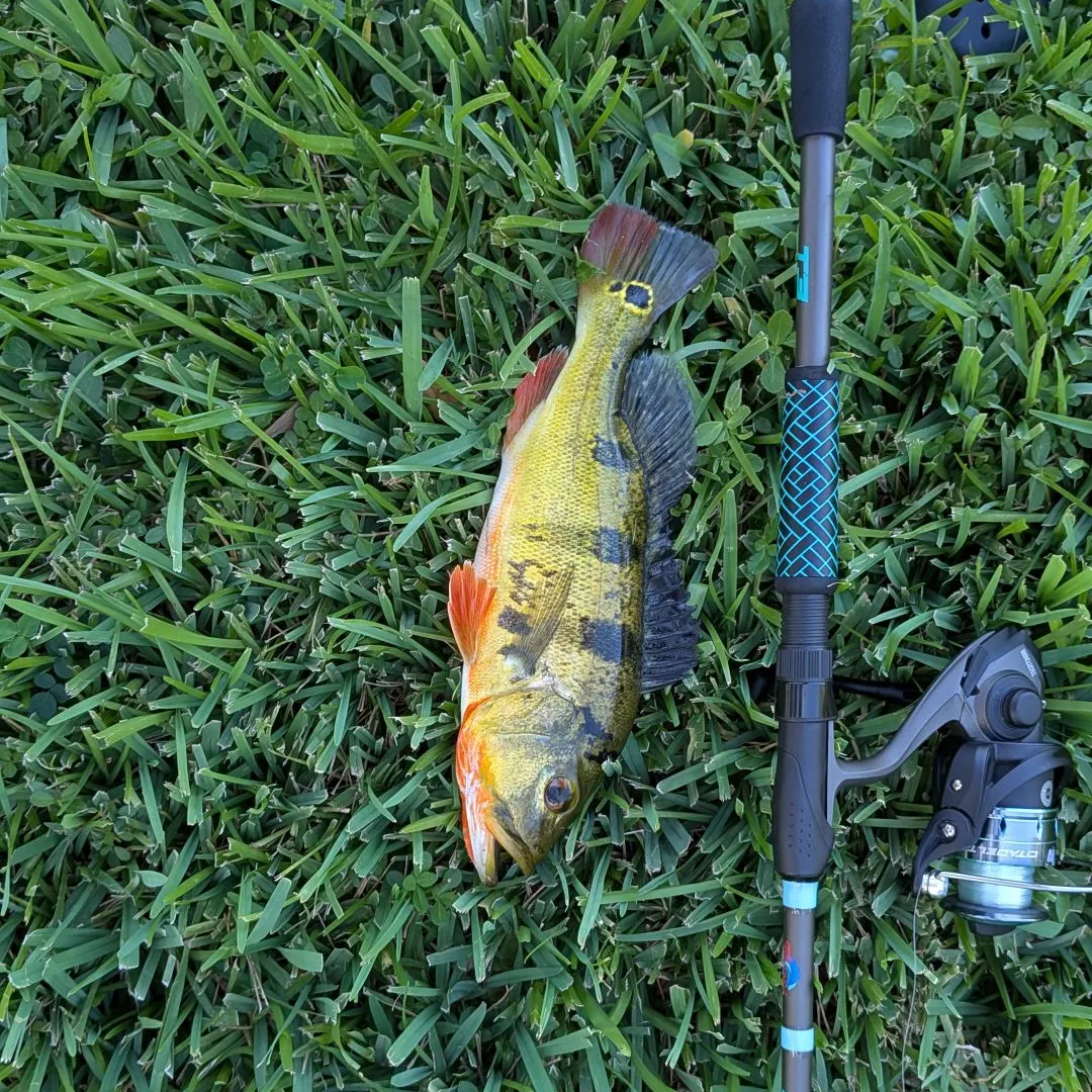 The most recent Butterfly peacock bass catches on Fishbrain