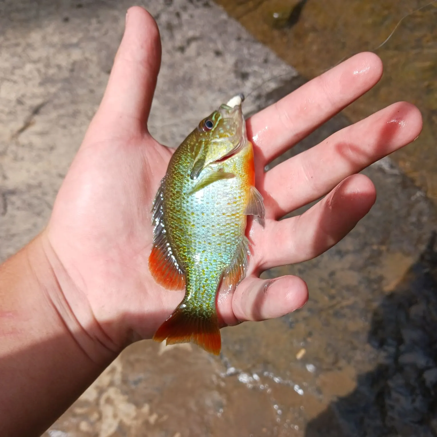 Redbreast sunfish caught on Fishbrain