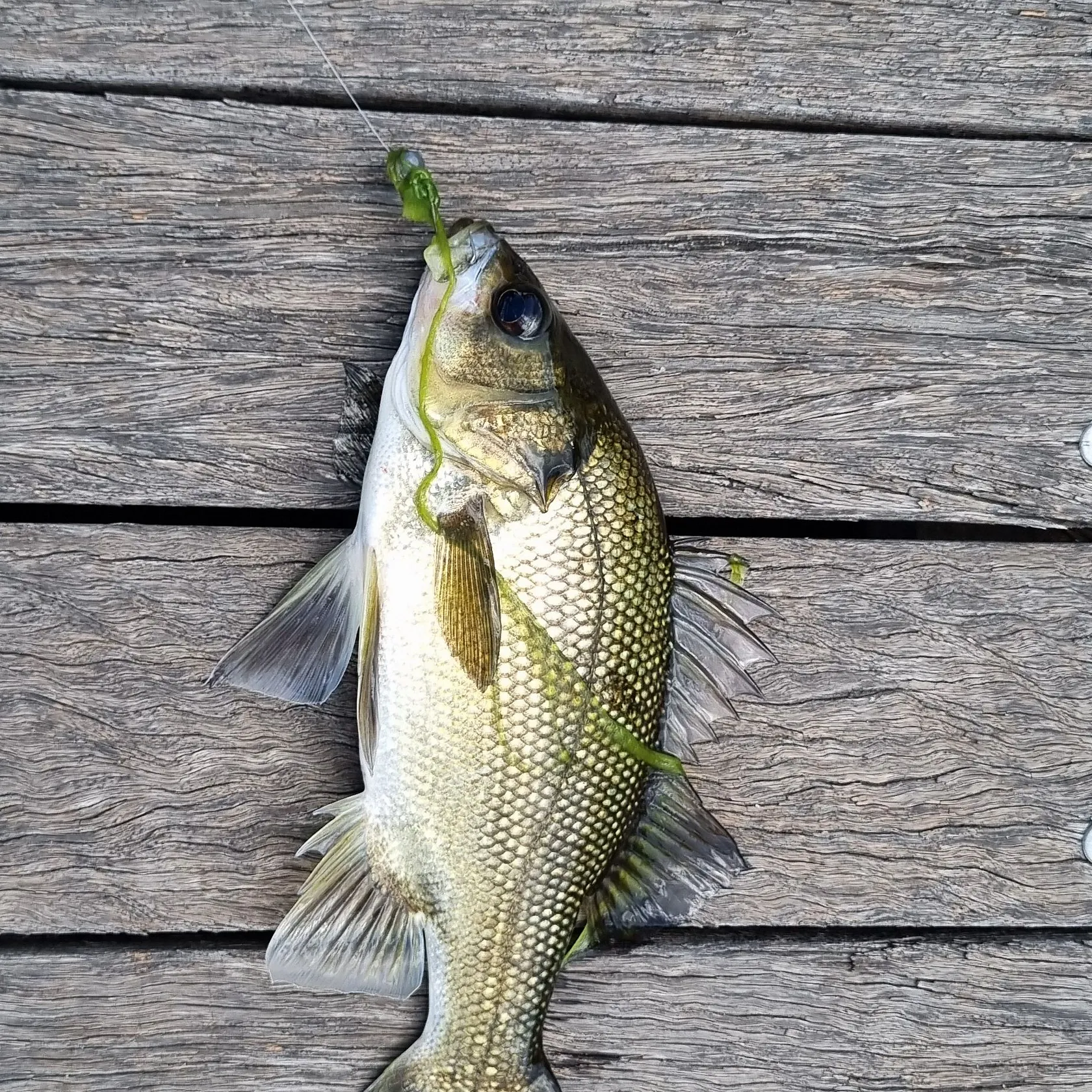 The most recent Australian bass catches on Fishbrain