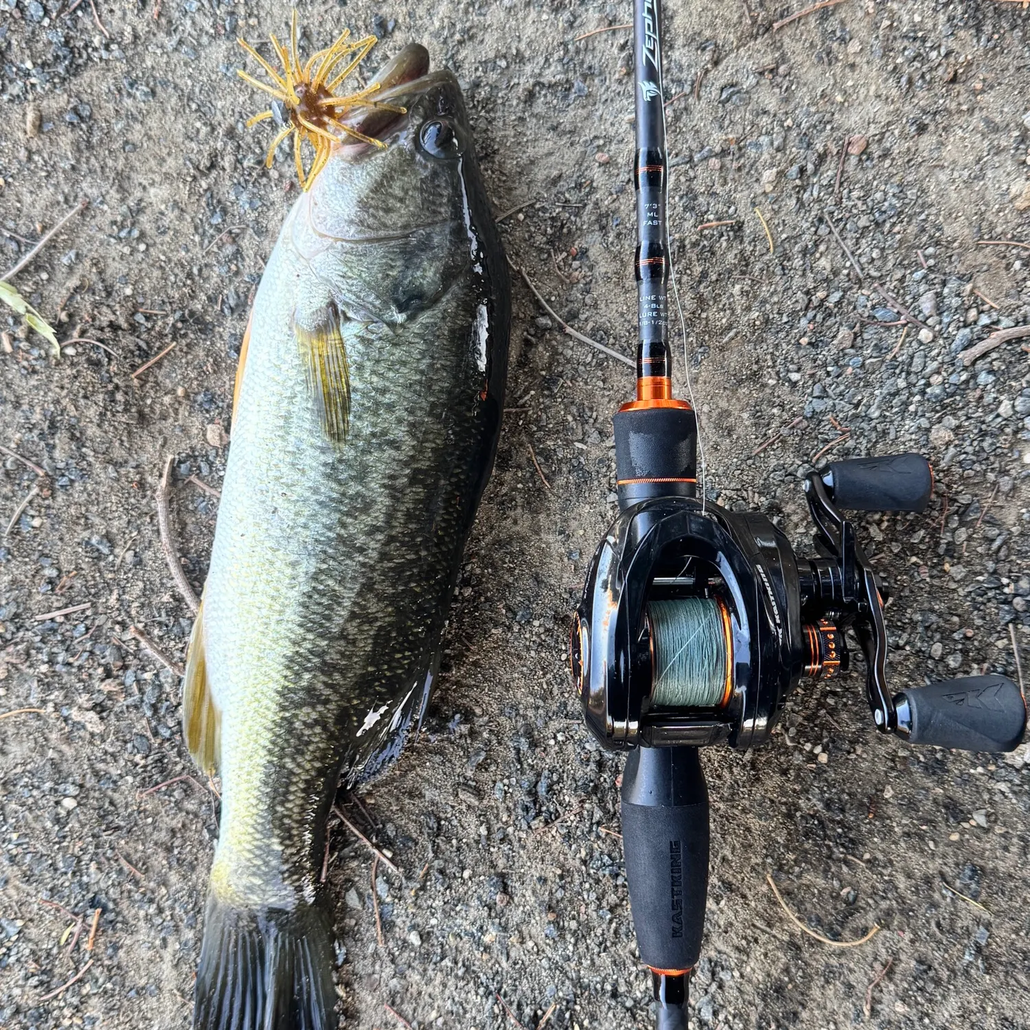 Largemouth bass caught on Fishbrain