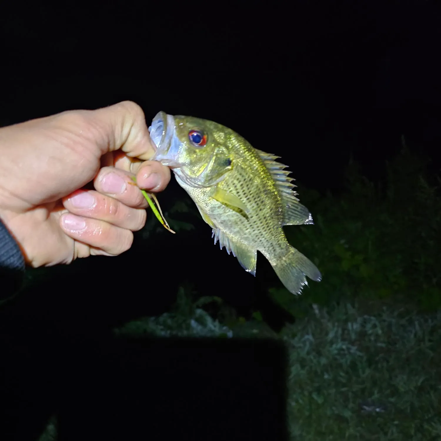 Rock bass caught on Fishbrain
