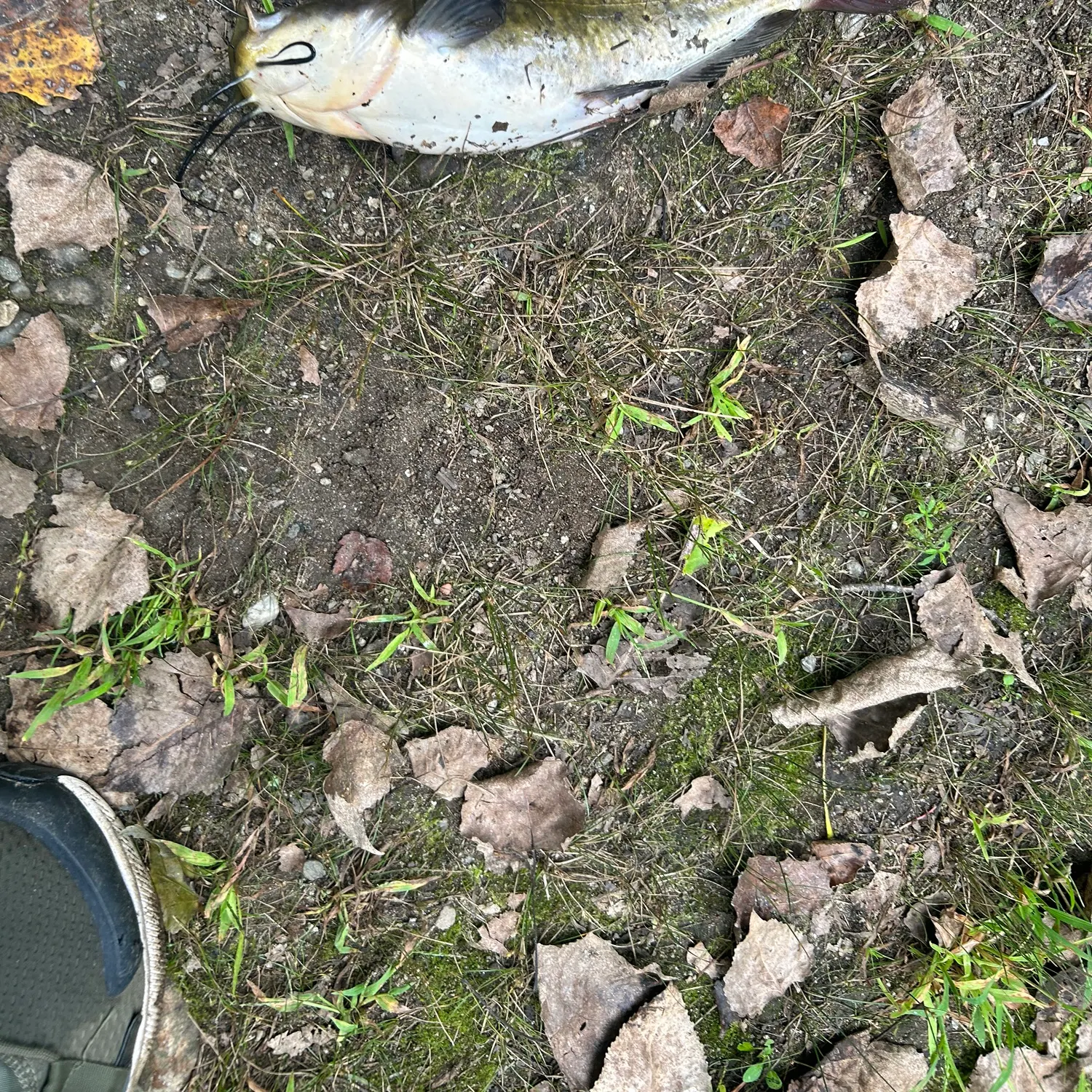 Yellow bullhead caught on Fishbrain
