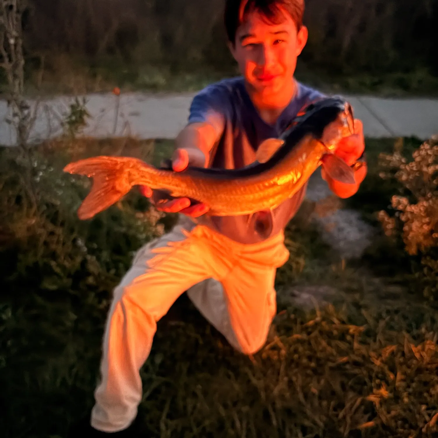 Channel catfish caught on Fishbrain