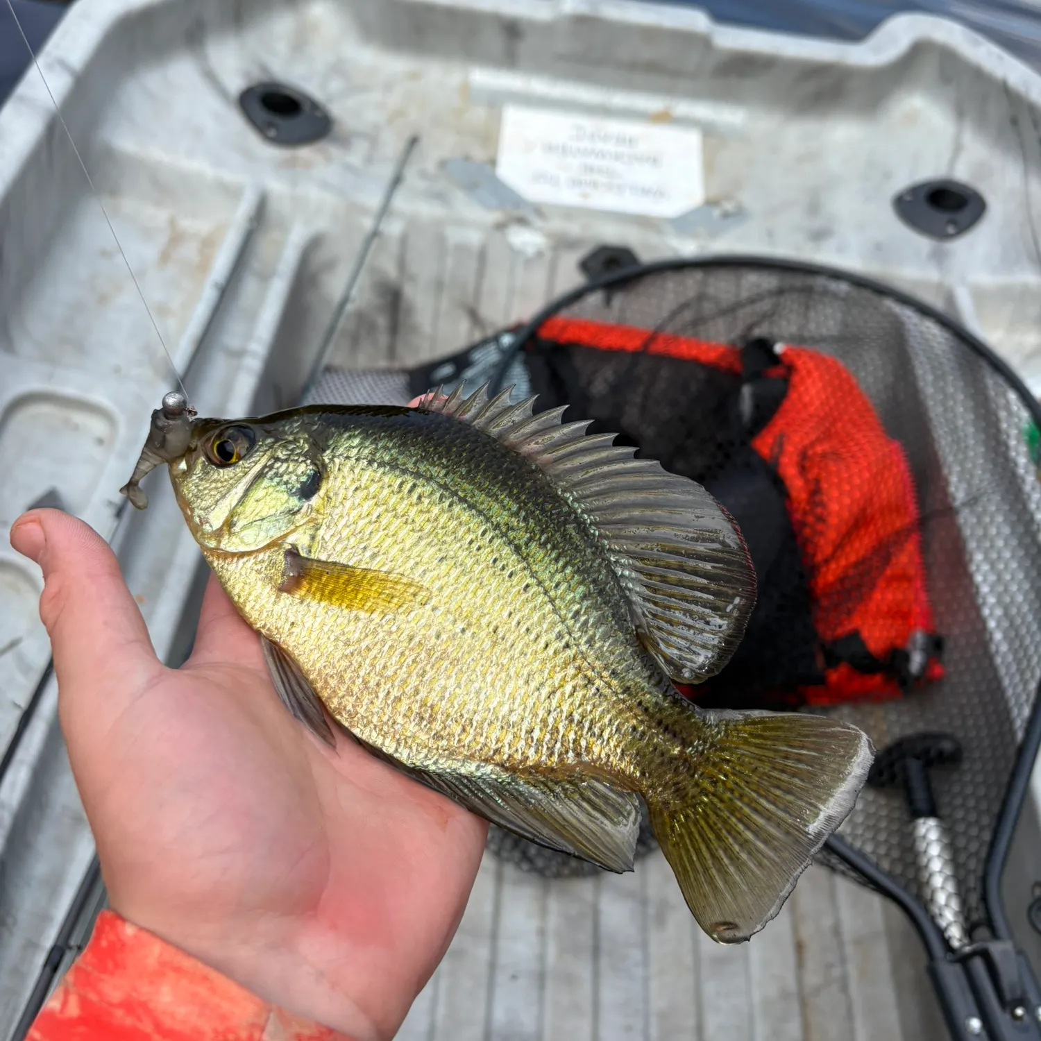 The most recent Redear x bluegill catches on Fishbrain