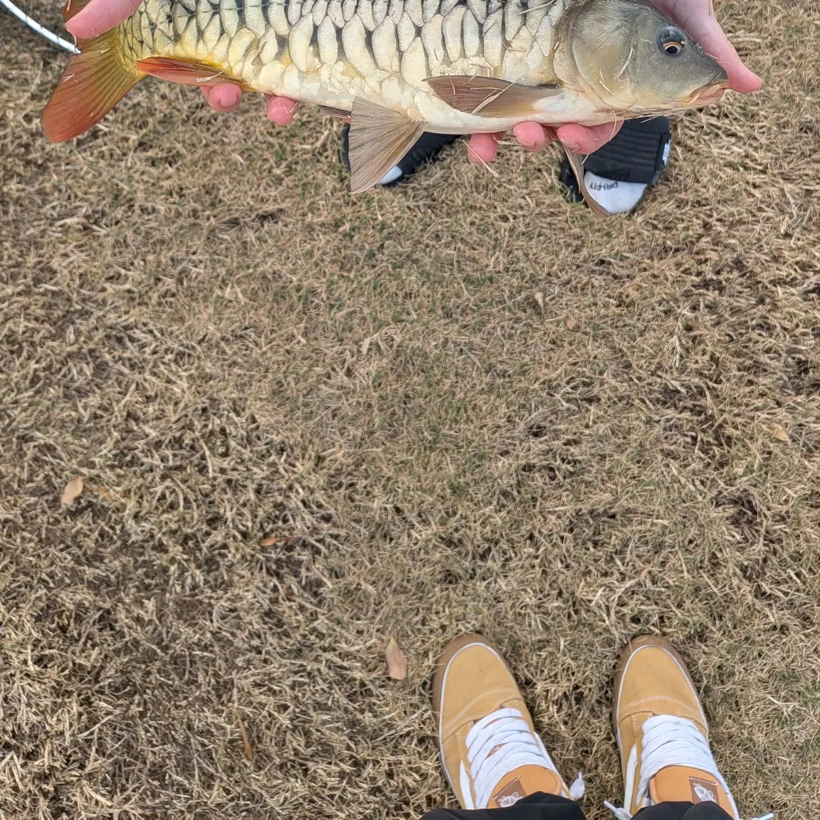 The most recent Mirror carp catches on Fishbrain