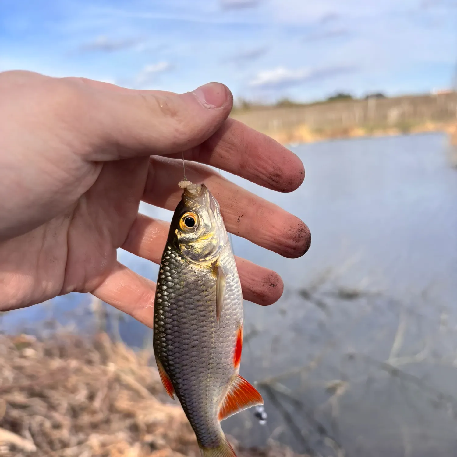 The most recent Common rudd catches on Fishbrain