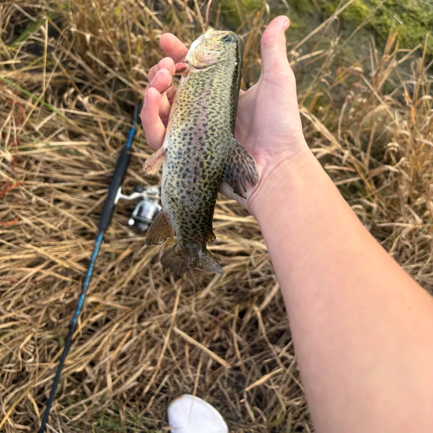 Rainbow trout caught on Fishbrain