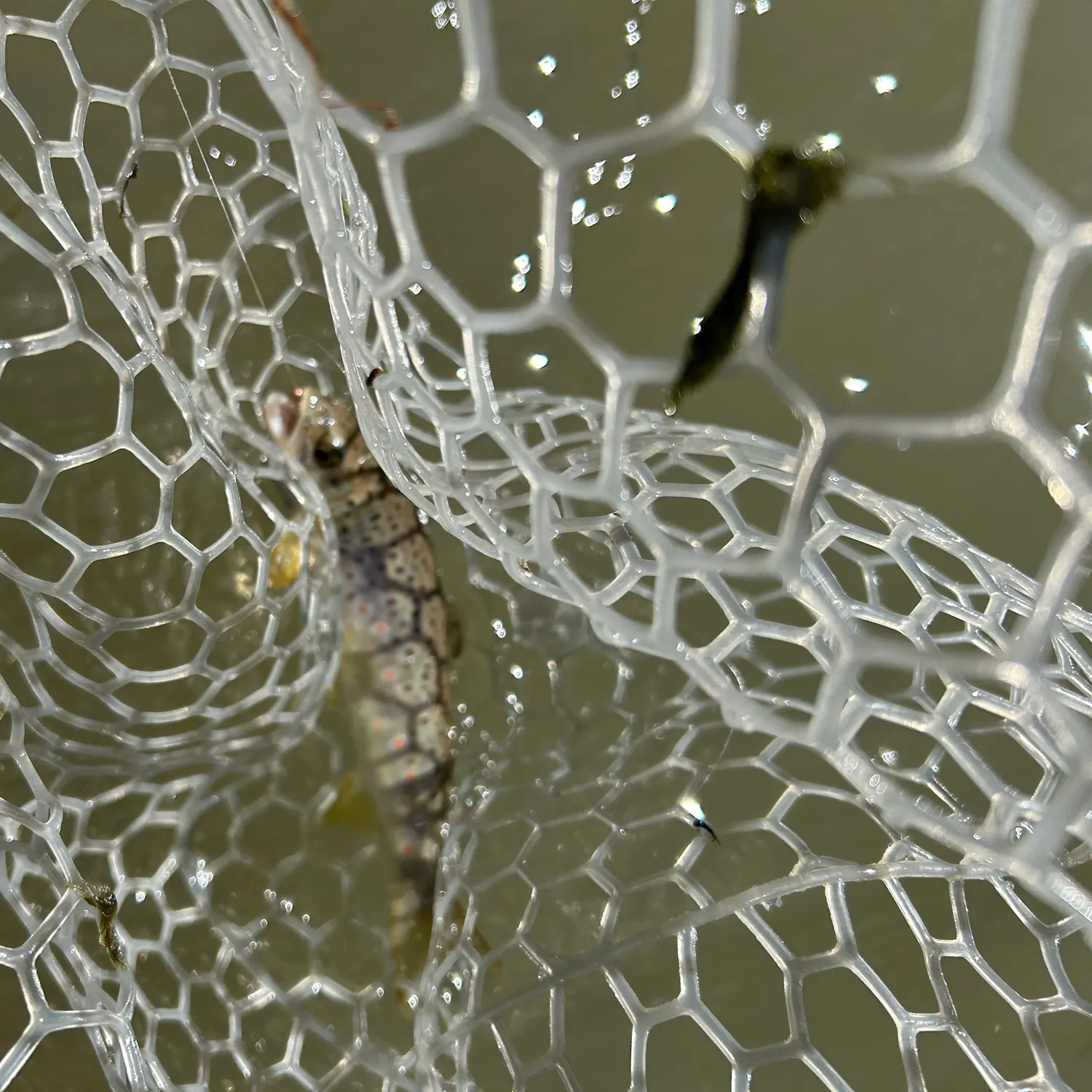 Brown trout caught on Fishbrain