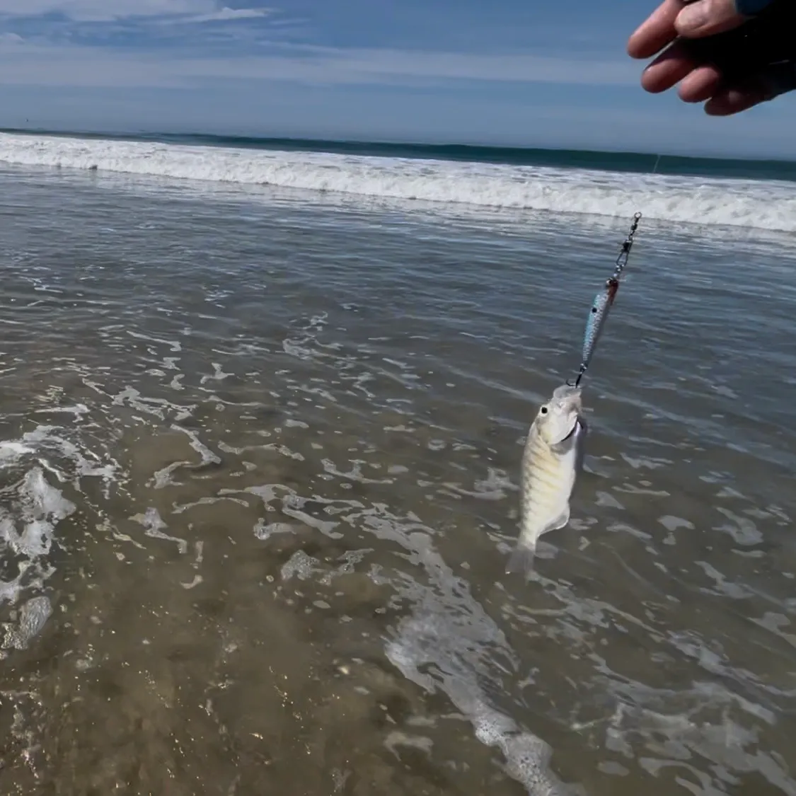 The most recent Barred surfperch catches on Fishbrain