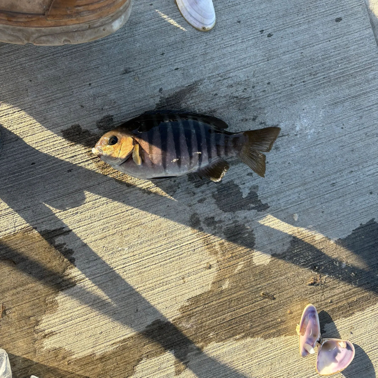 The most recent Luderick catches on Fishbrain