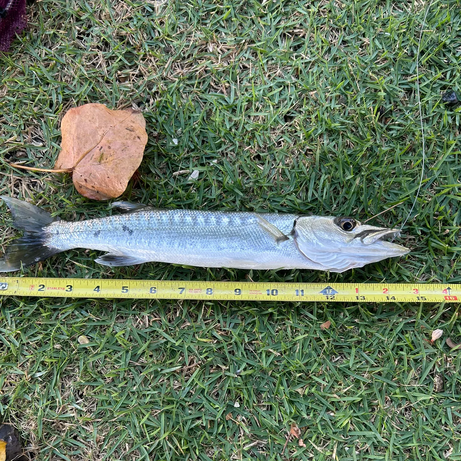recently logged catches