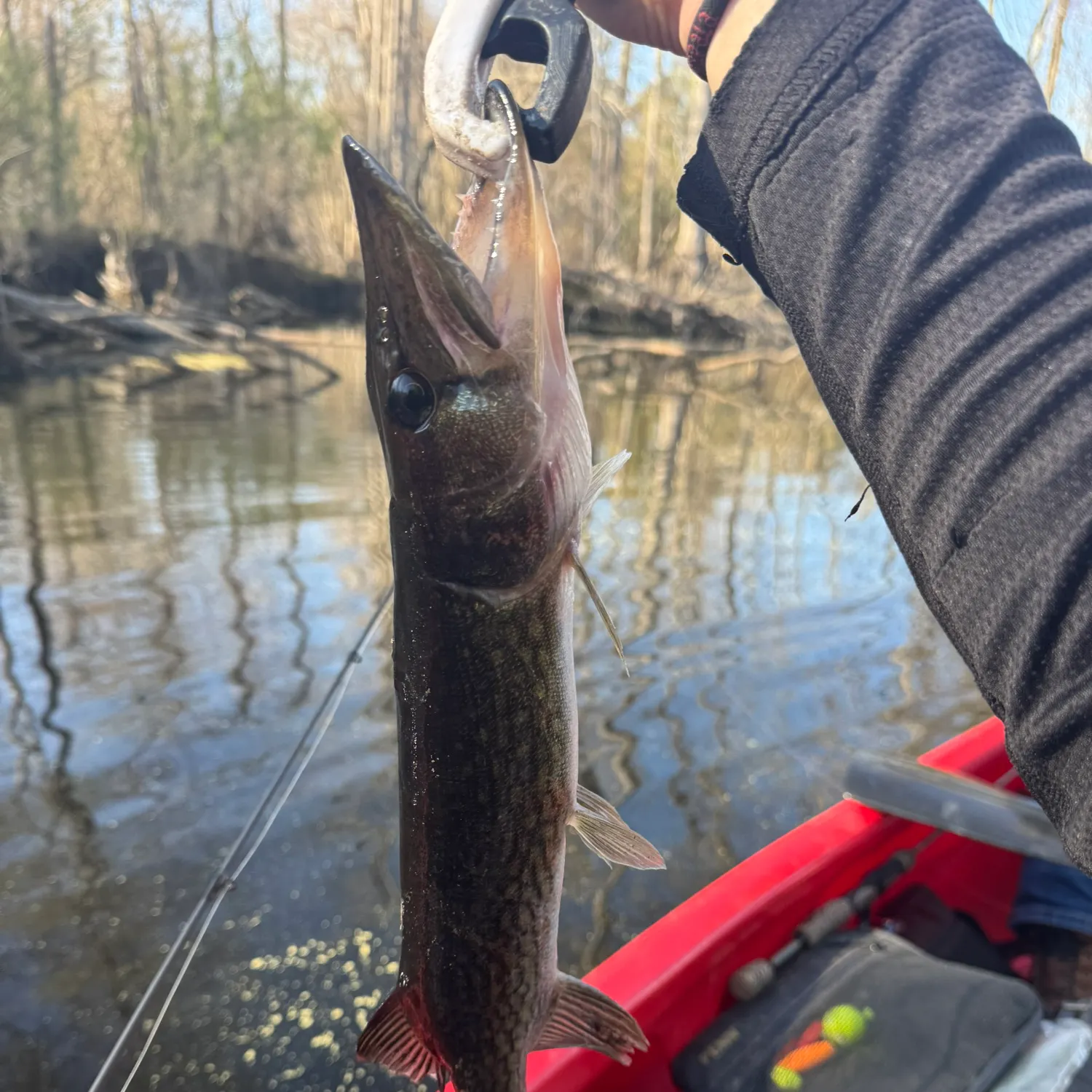ᐅ White Oak fishing reports🎣• Maysville, NC (United States) fishing