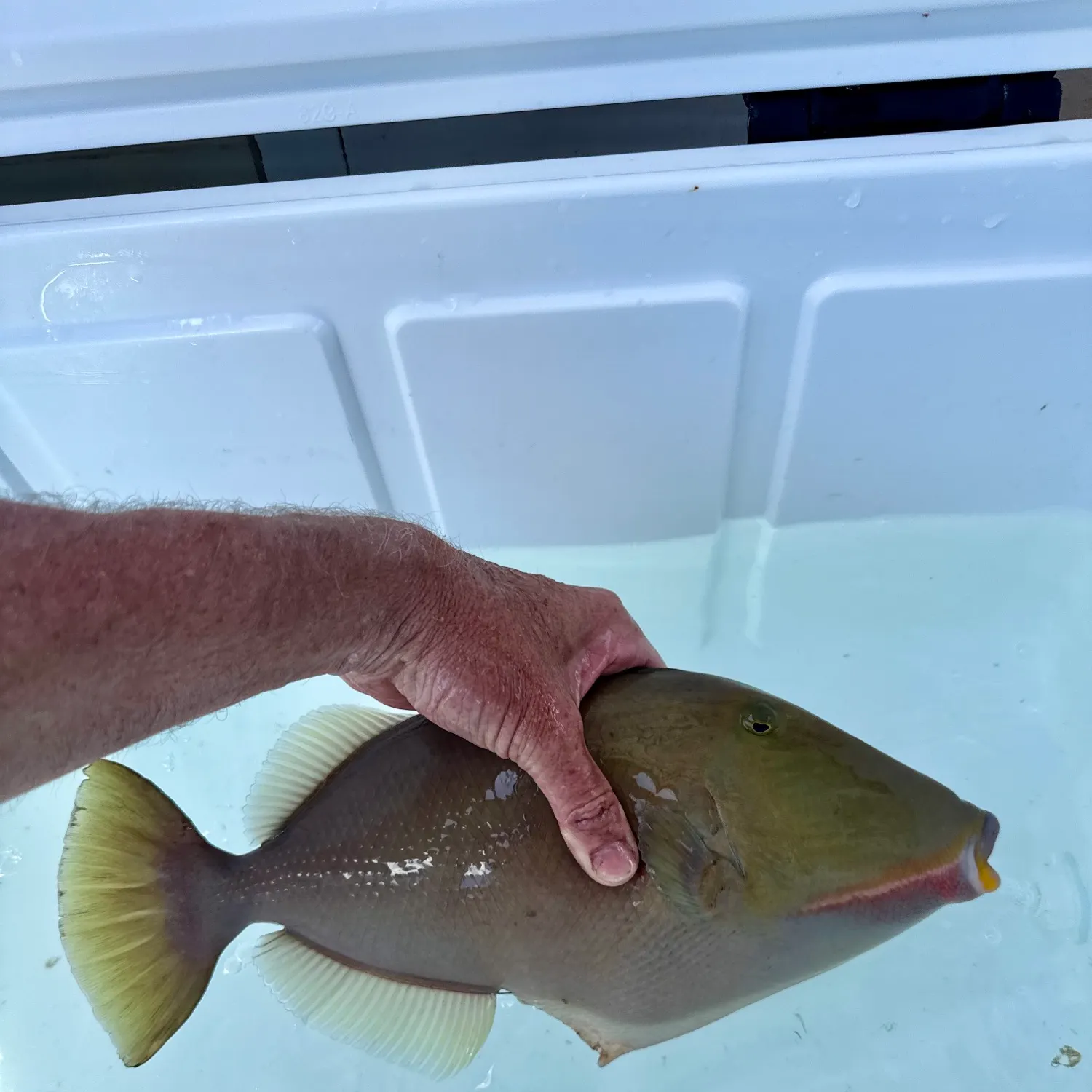 The most popular recent Bridled triggerfish catch on Fishbrain