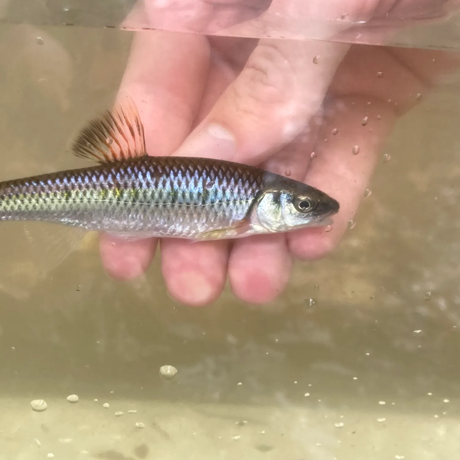 The most recent Alabama shiner catches on Fishbrain