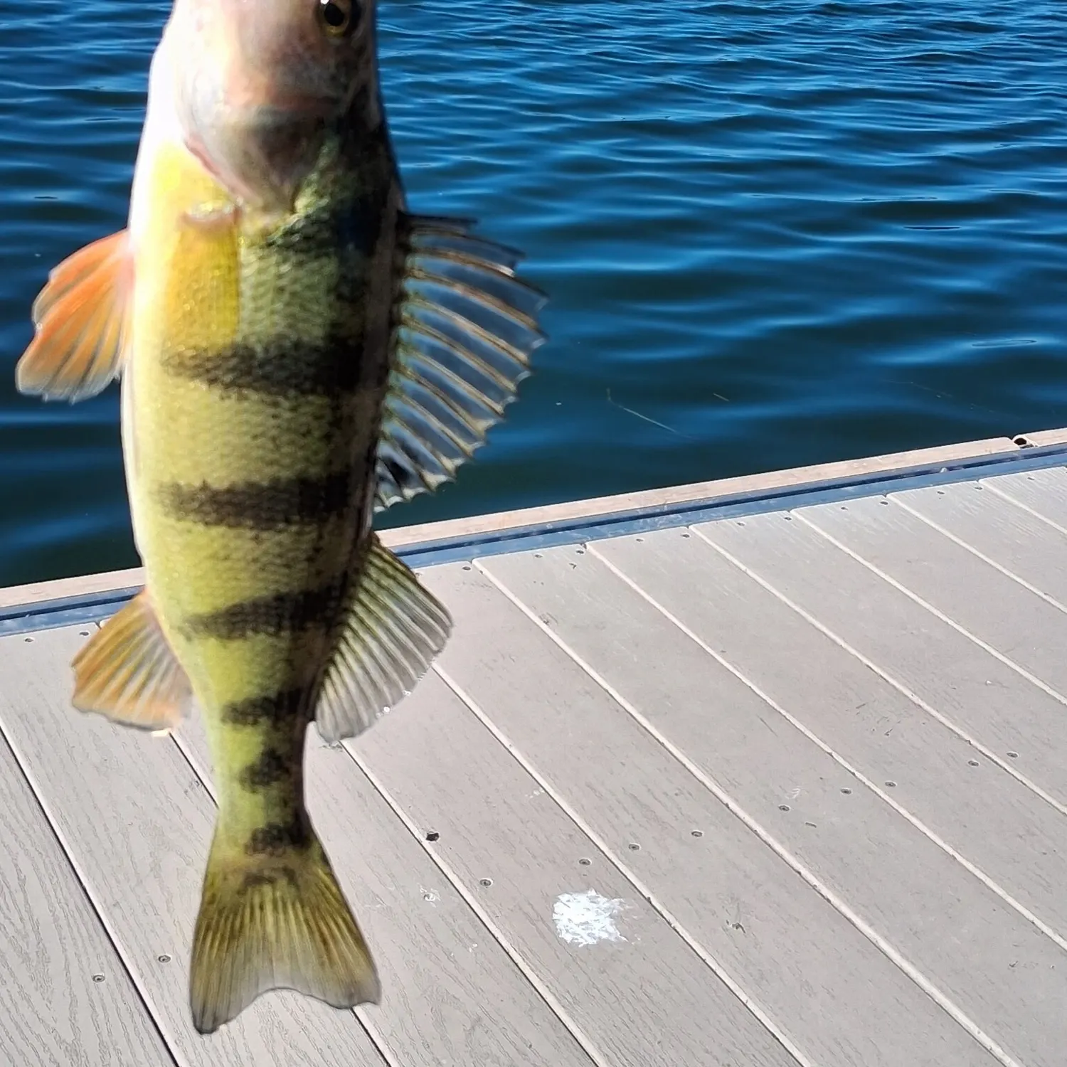 Yellow perch caught on Fishbrain