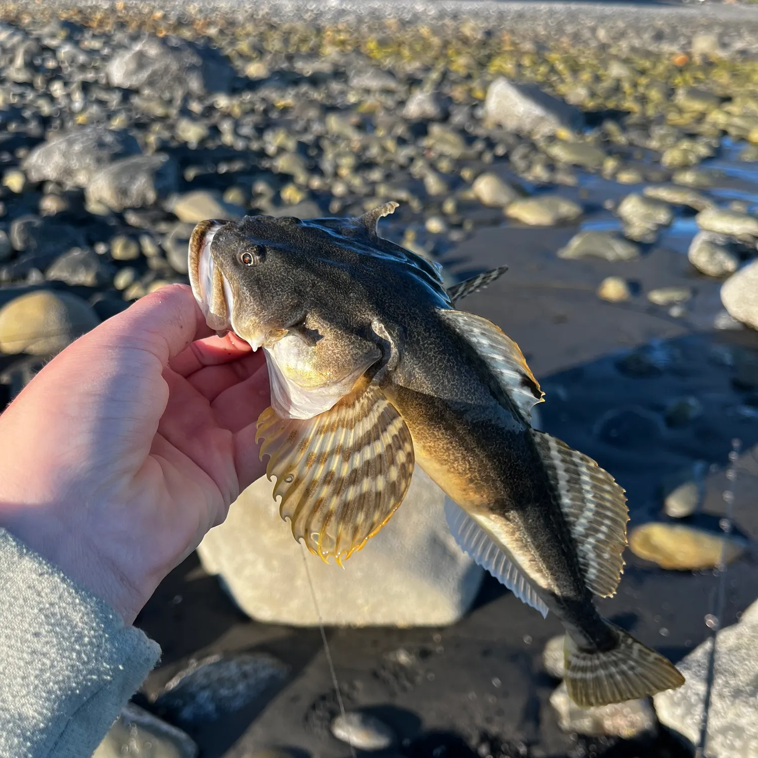 The most recent Brown Irish lord catches on Fishbrain